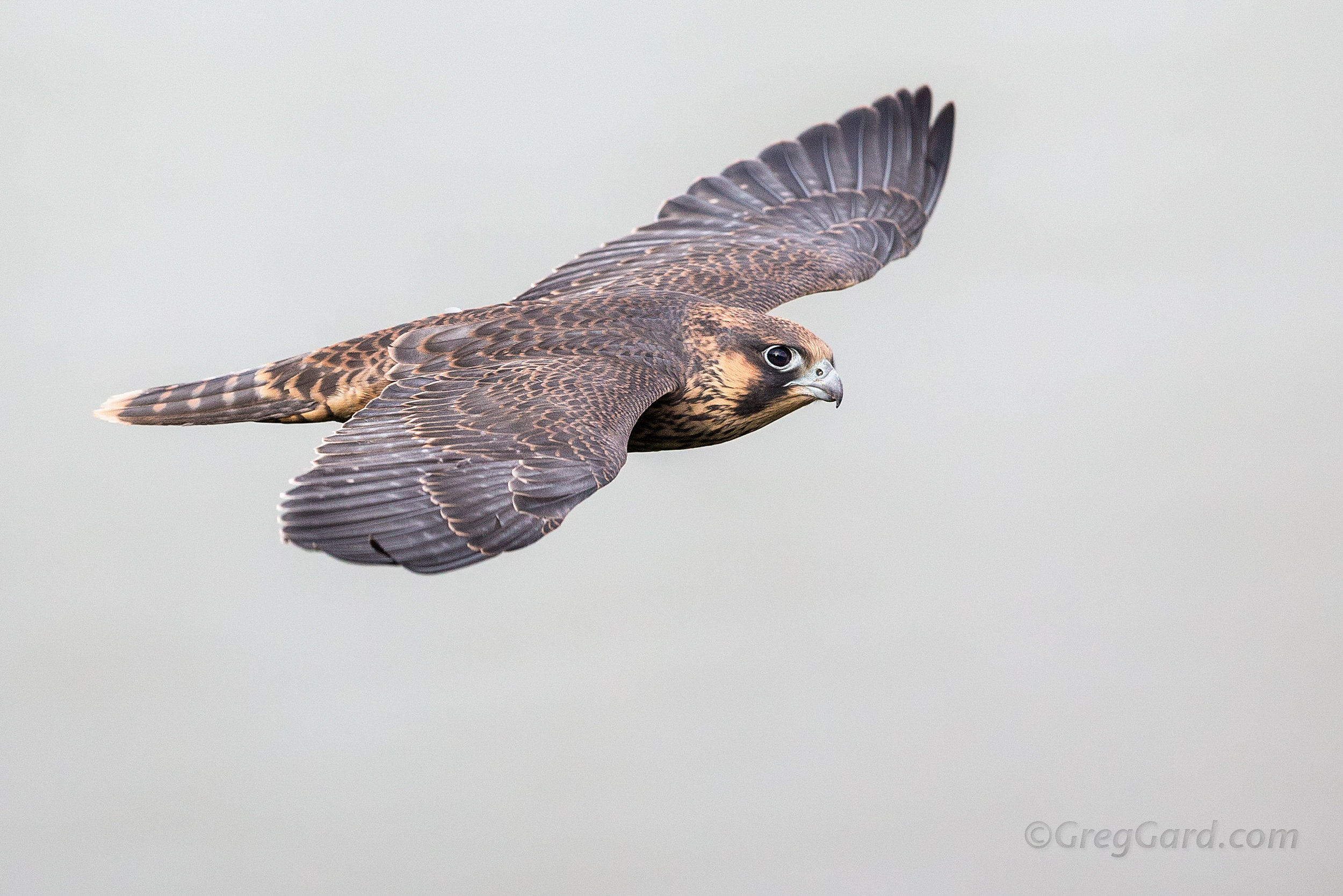 Peregrine Falcon fledgling