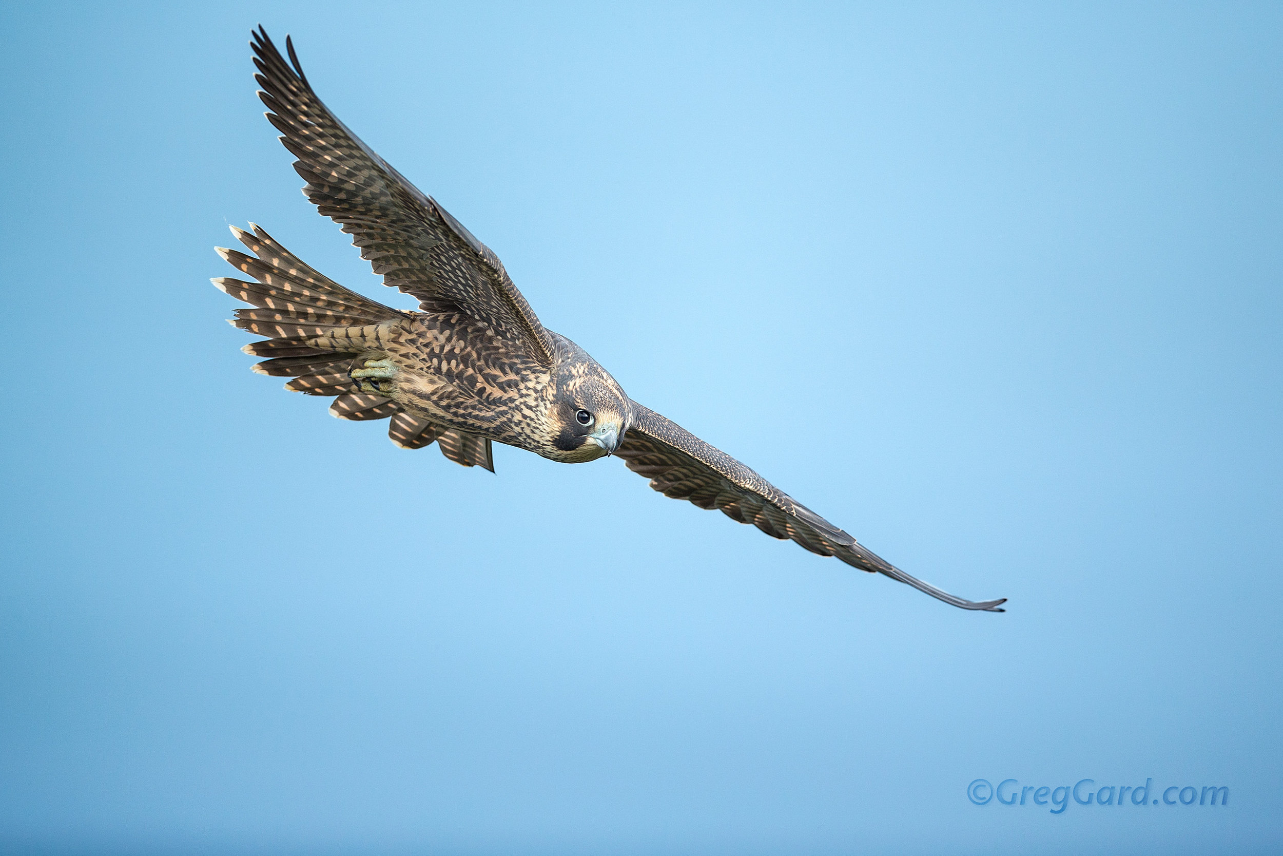 Juvenile Peregrine Falcon flying by