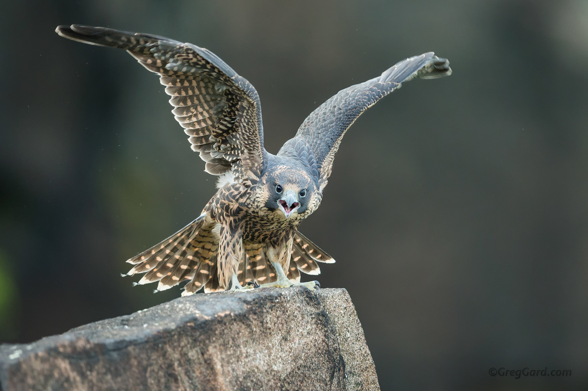 Juvenile Peregrine Falcon