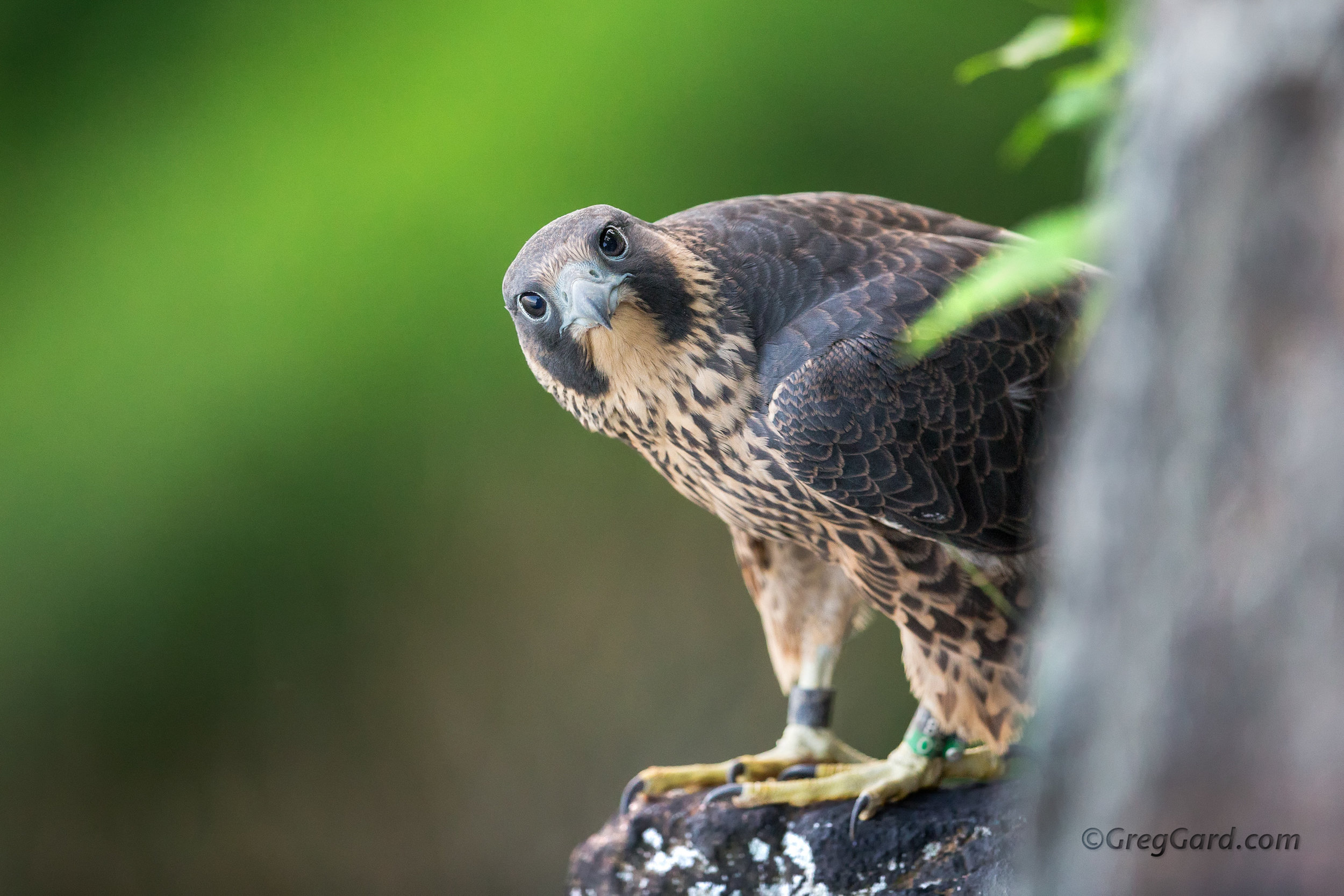 Juvenile Peregrine Falcon