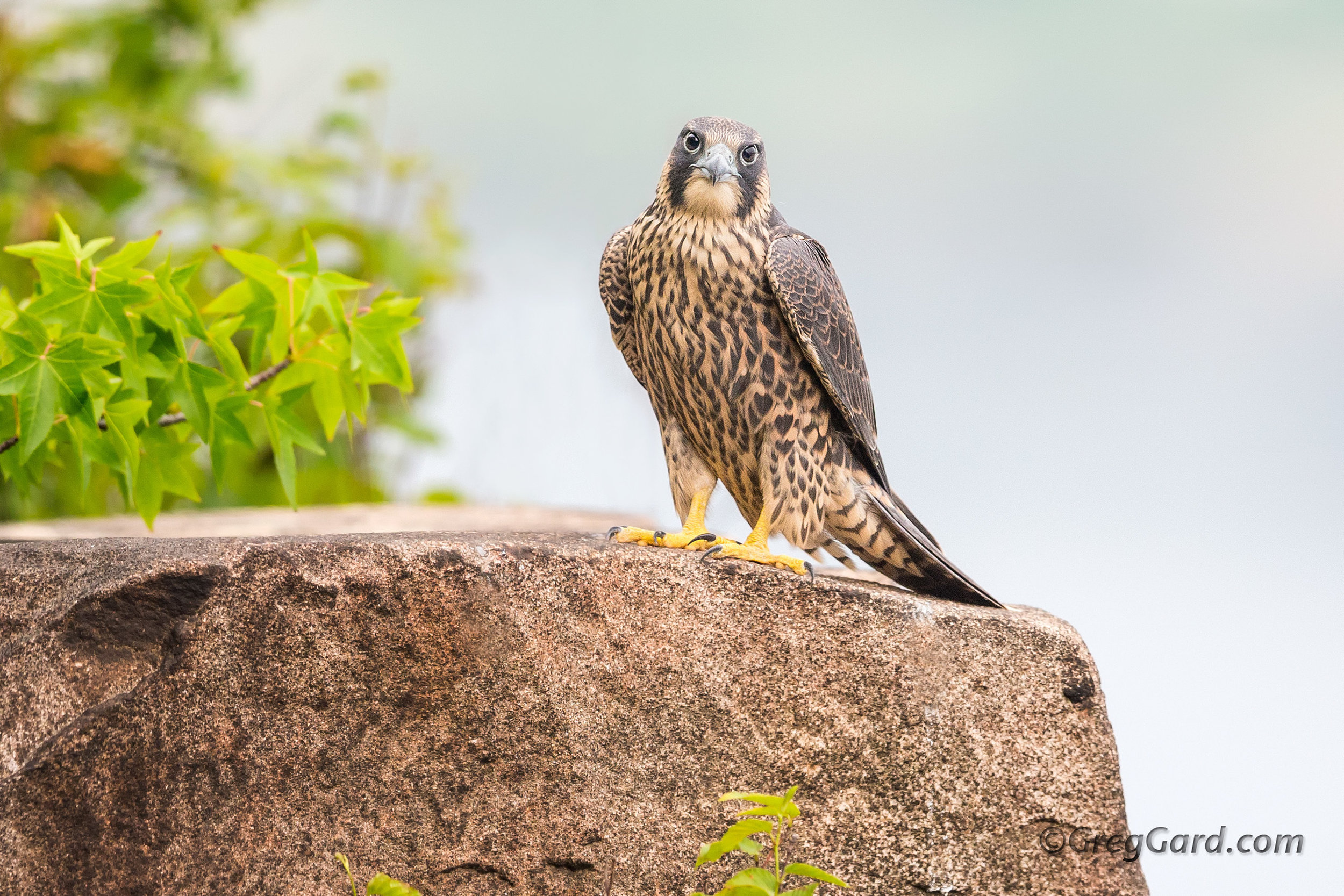 Juvenile Peregrine Falcon 