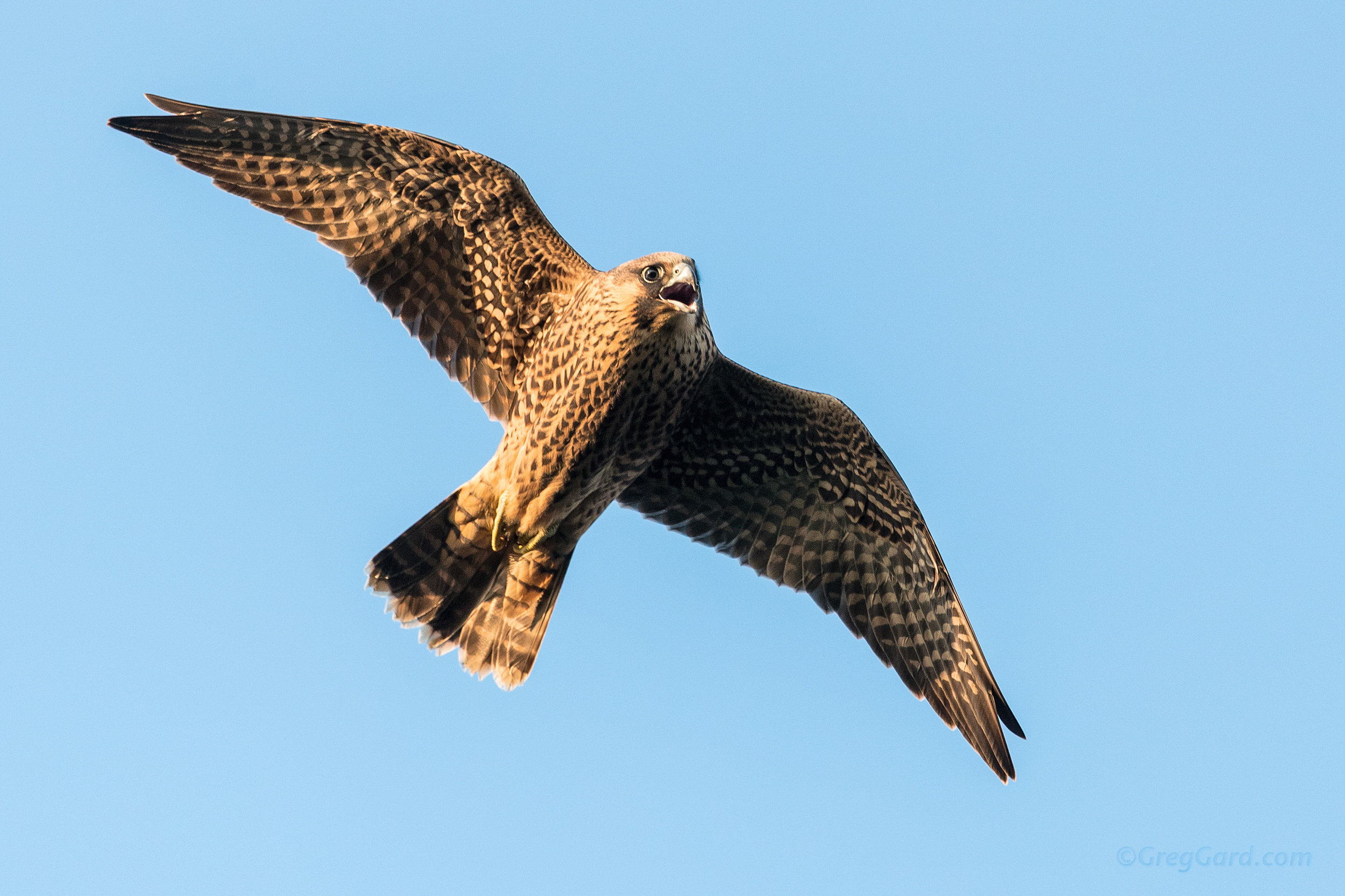 Juvenile Peregrine Falcon