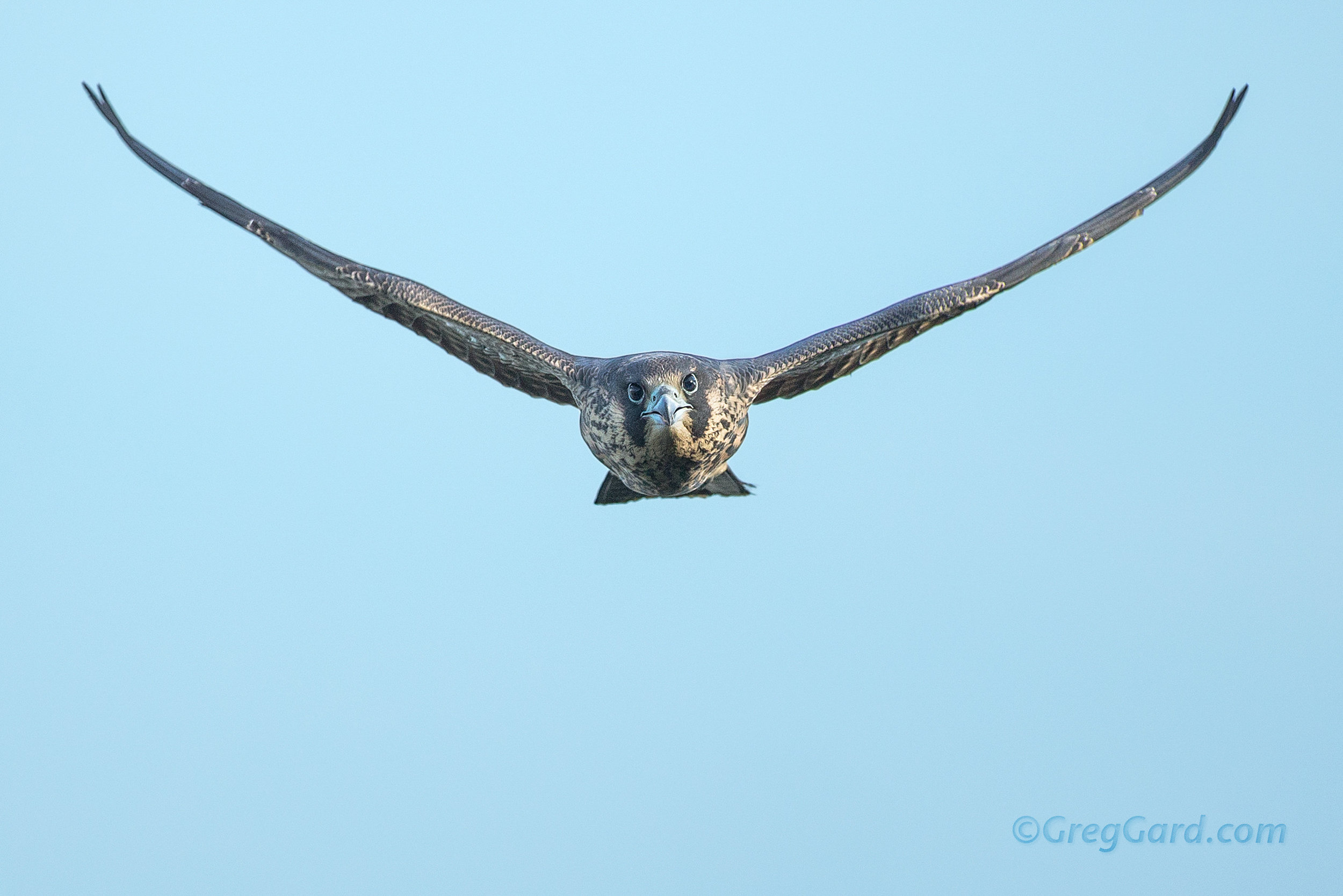 Juvenile male Peregrine Falcon