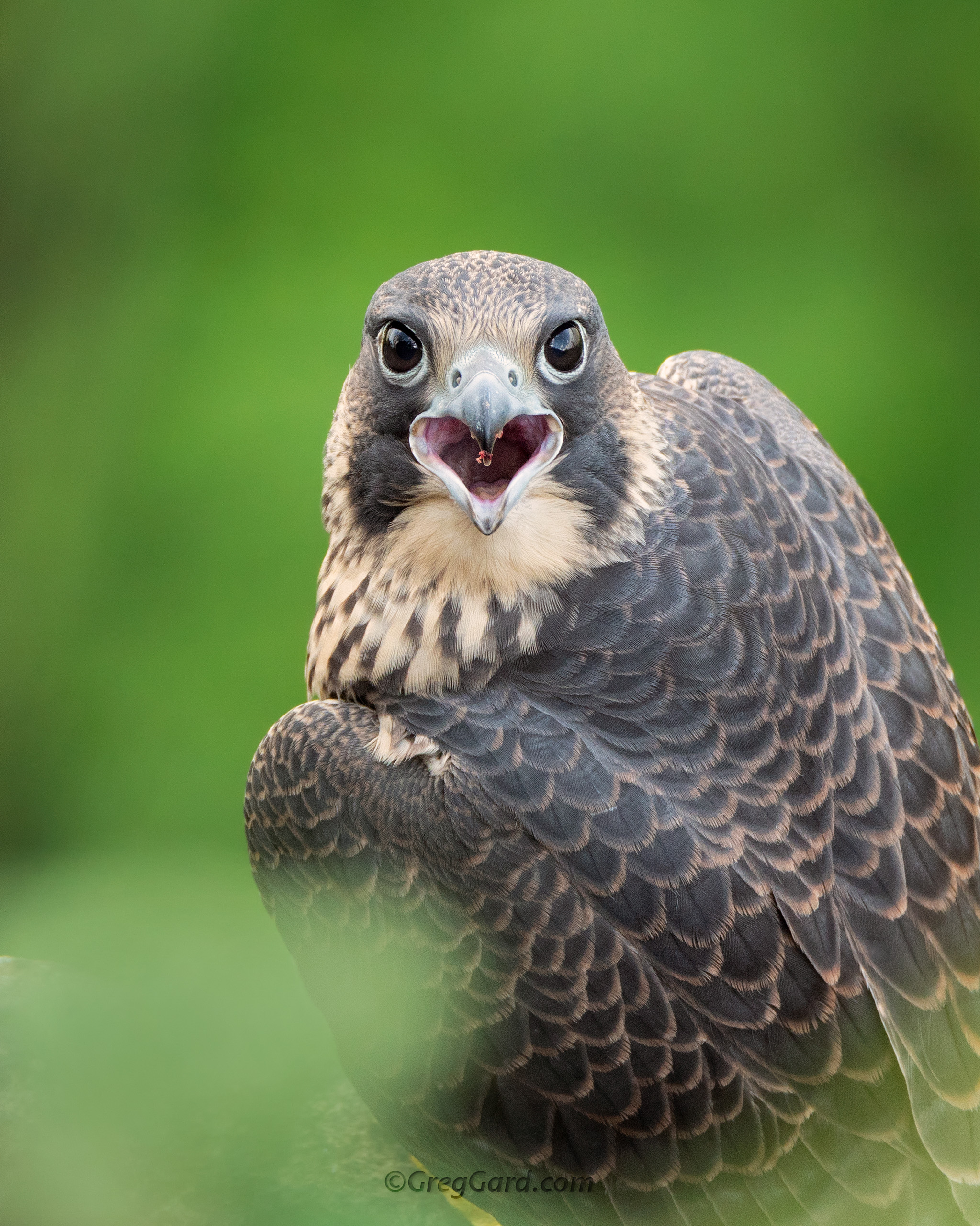 Peregrine Falcon