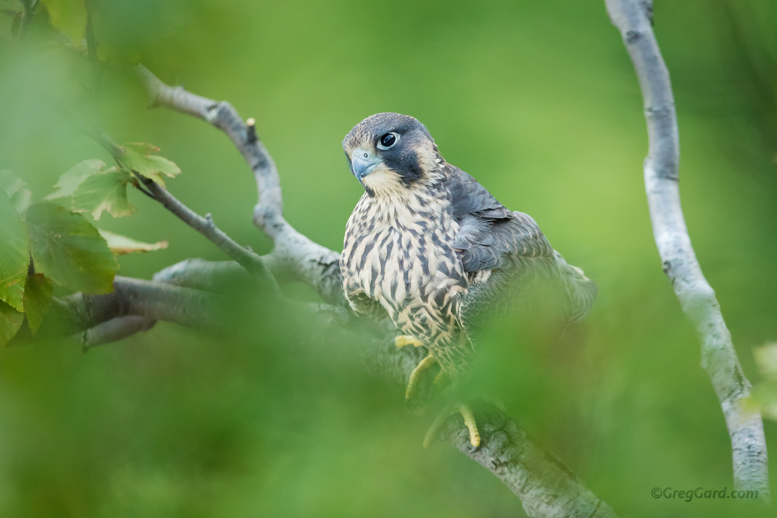 Peregrine Falcon