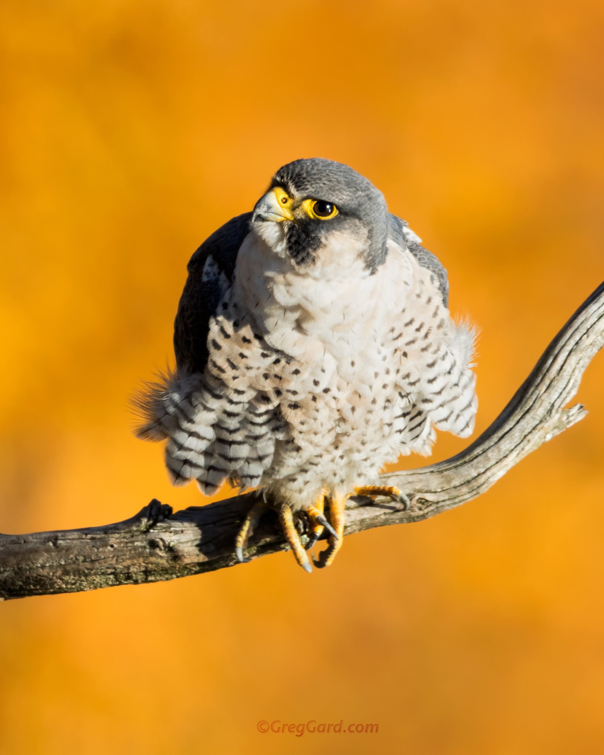 Peregrine Falcon