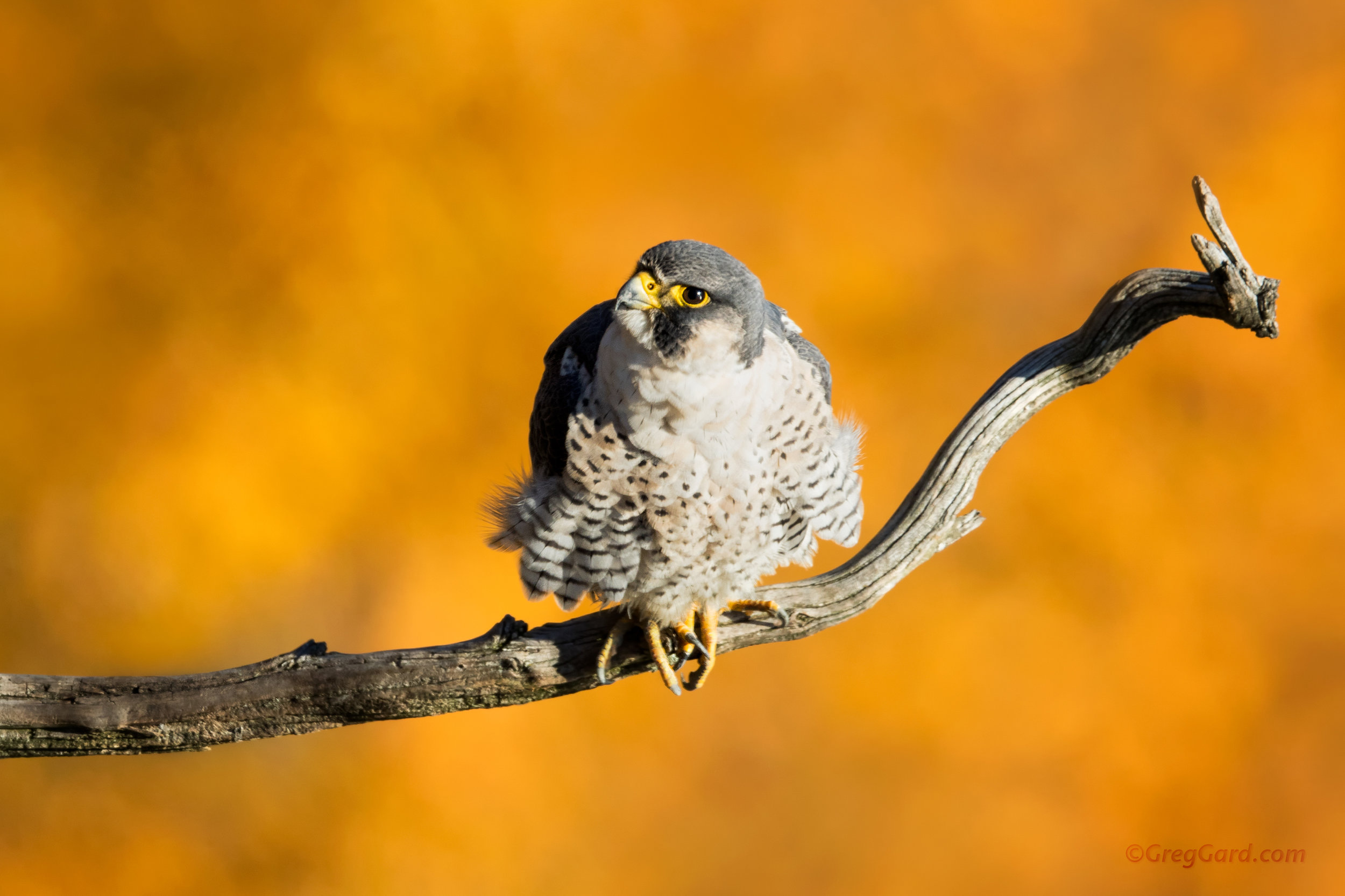 Peregrine Falcon