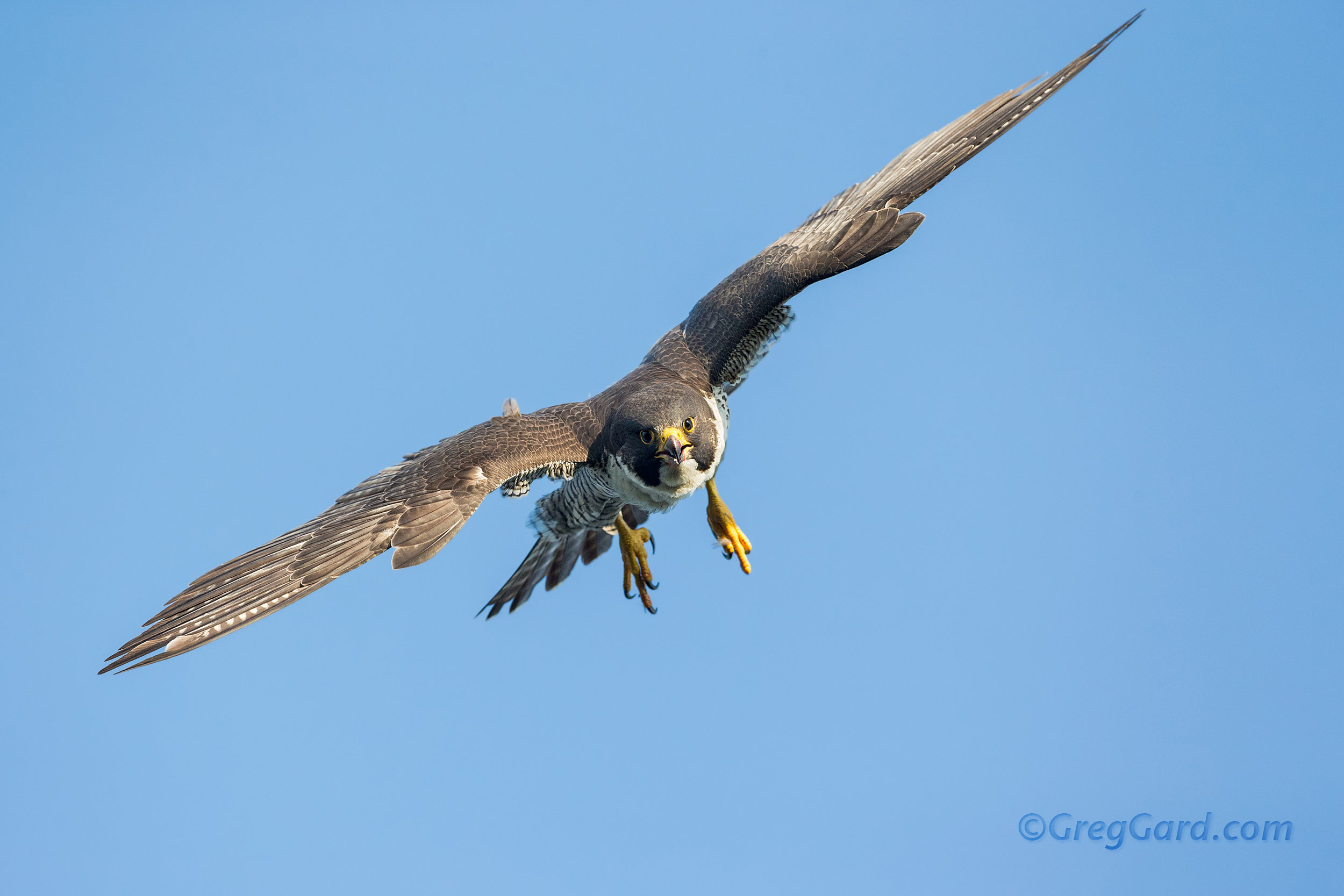 Peregrine Falcon