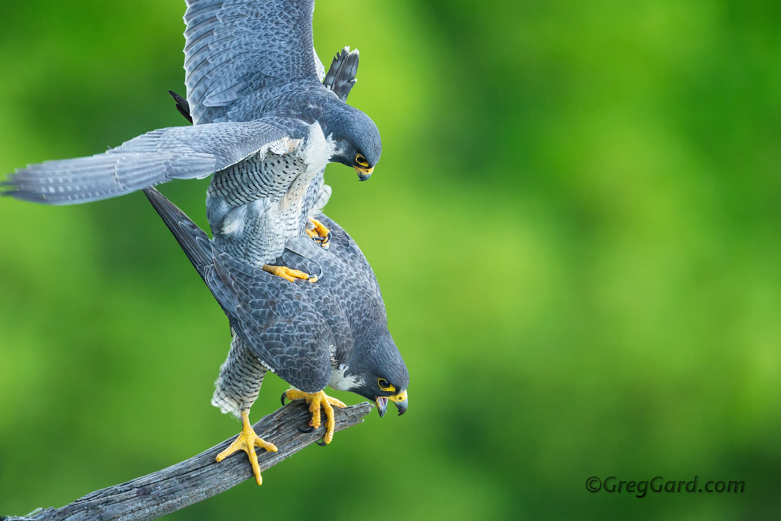 Peregrine Falcon mating