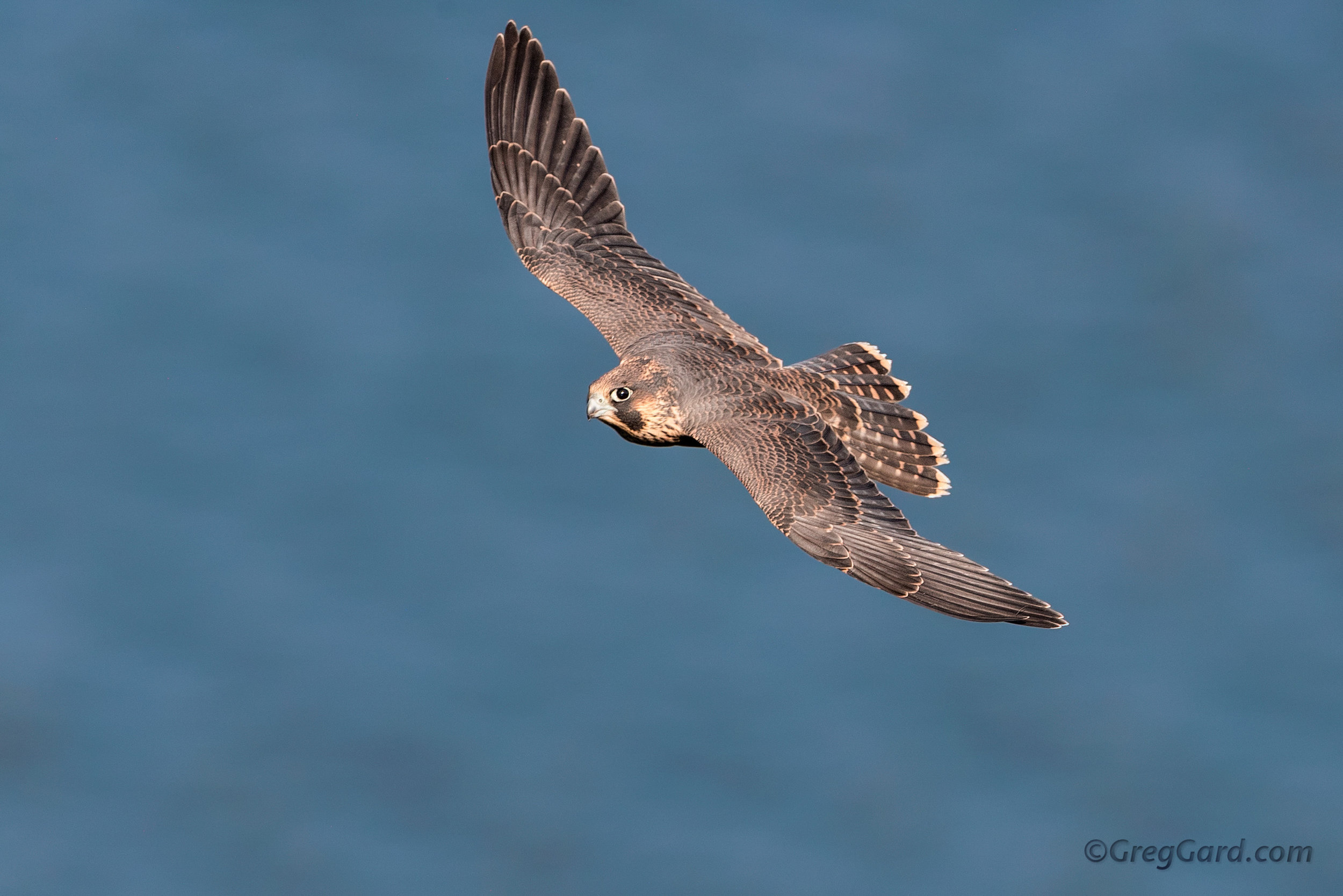 Juvenile Peregrine Falcon 