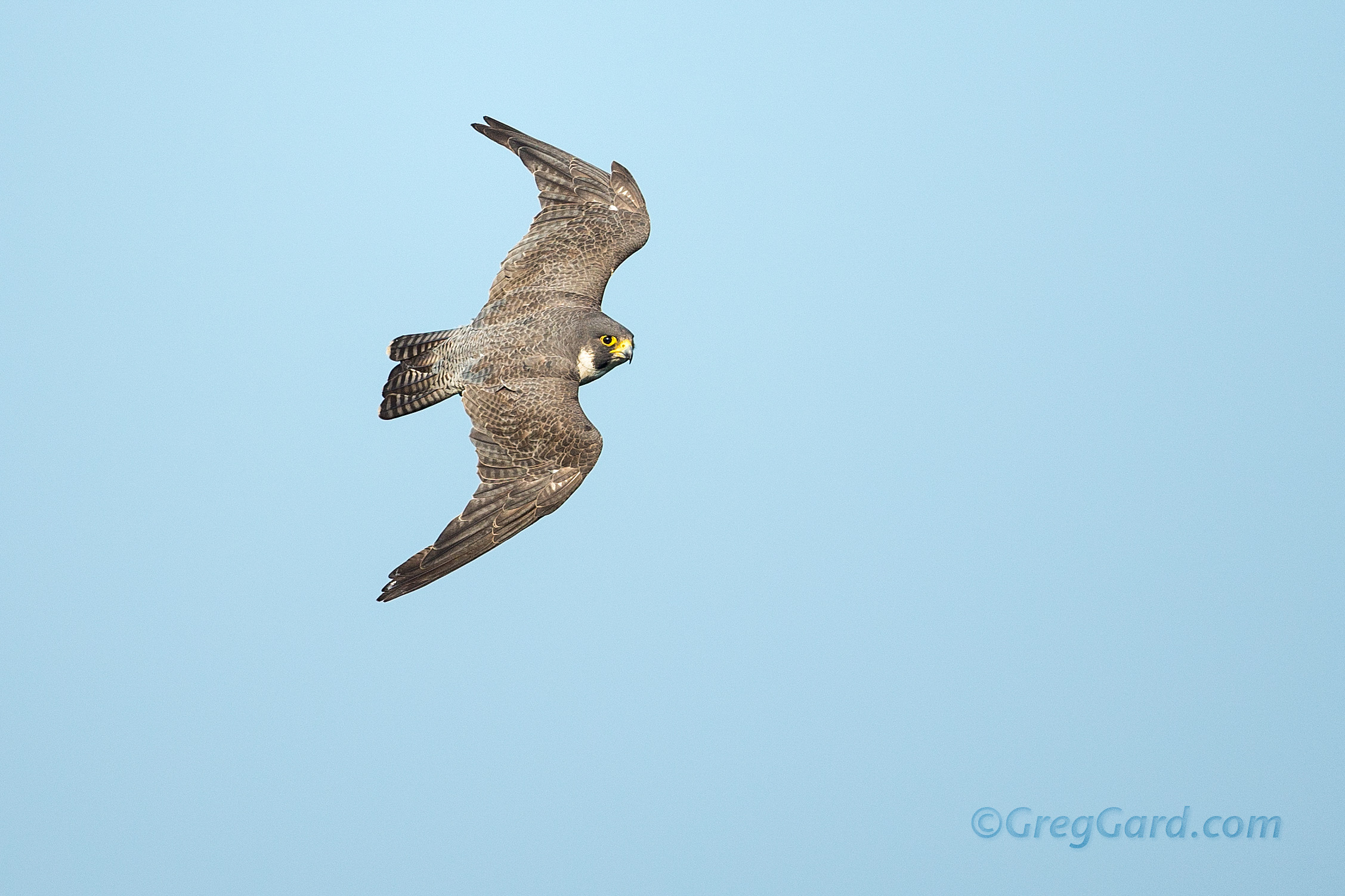 Peregrine Falcon