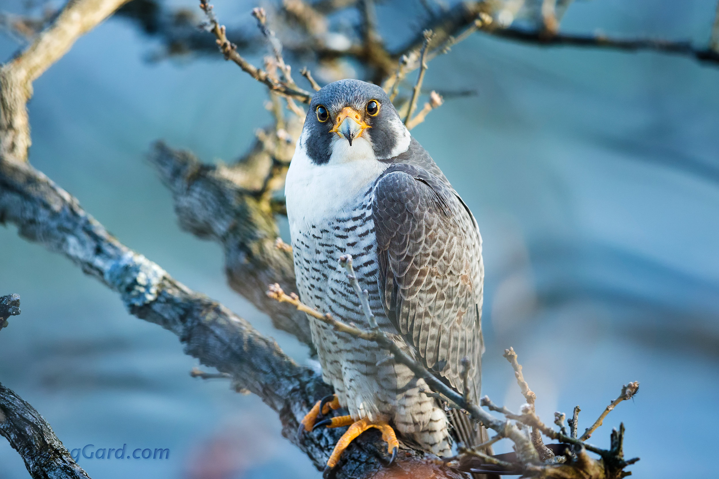 Peregrine Falcon