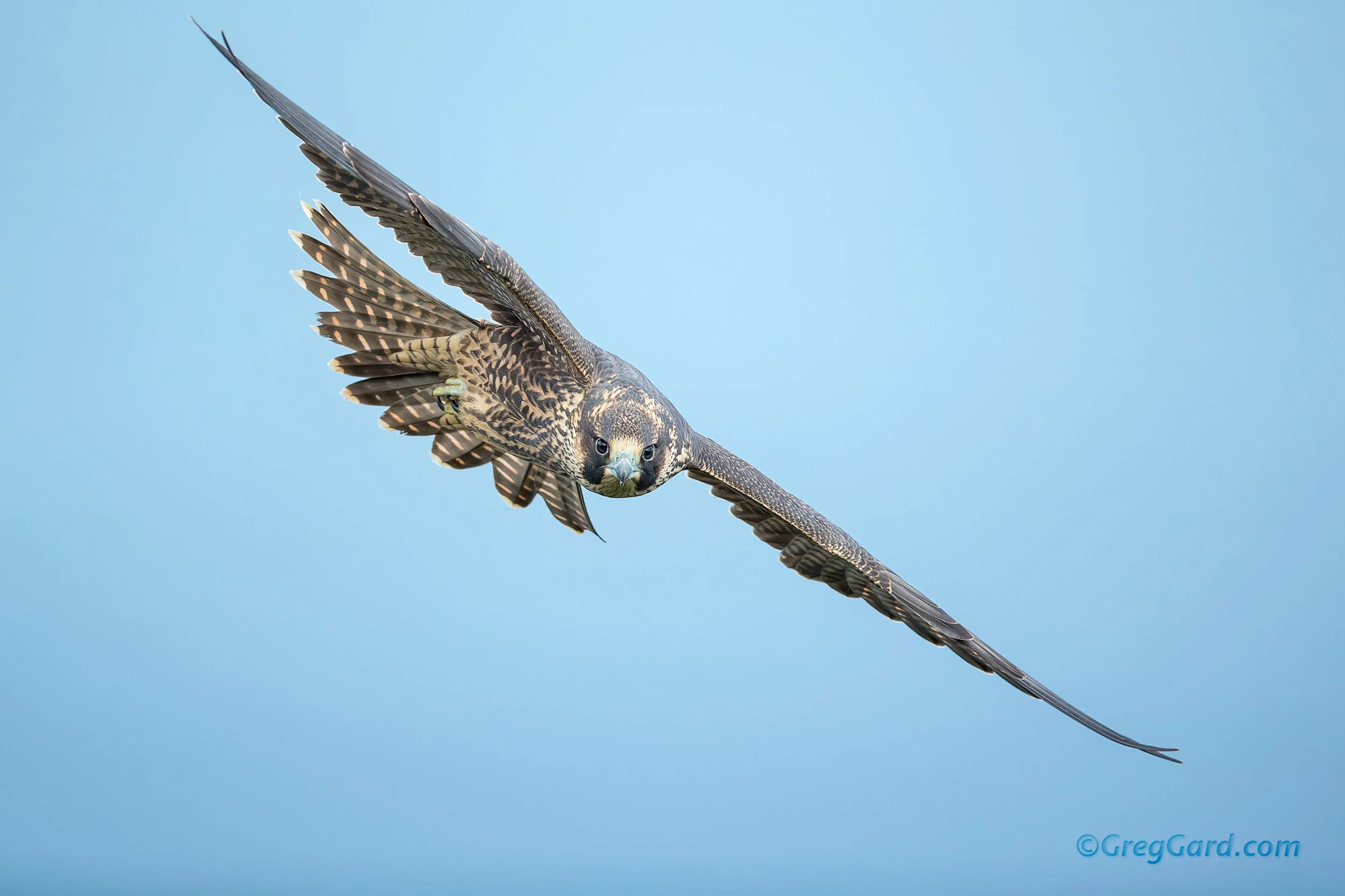 Juvenile Peregrine Falcon
