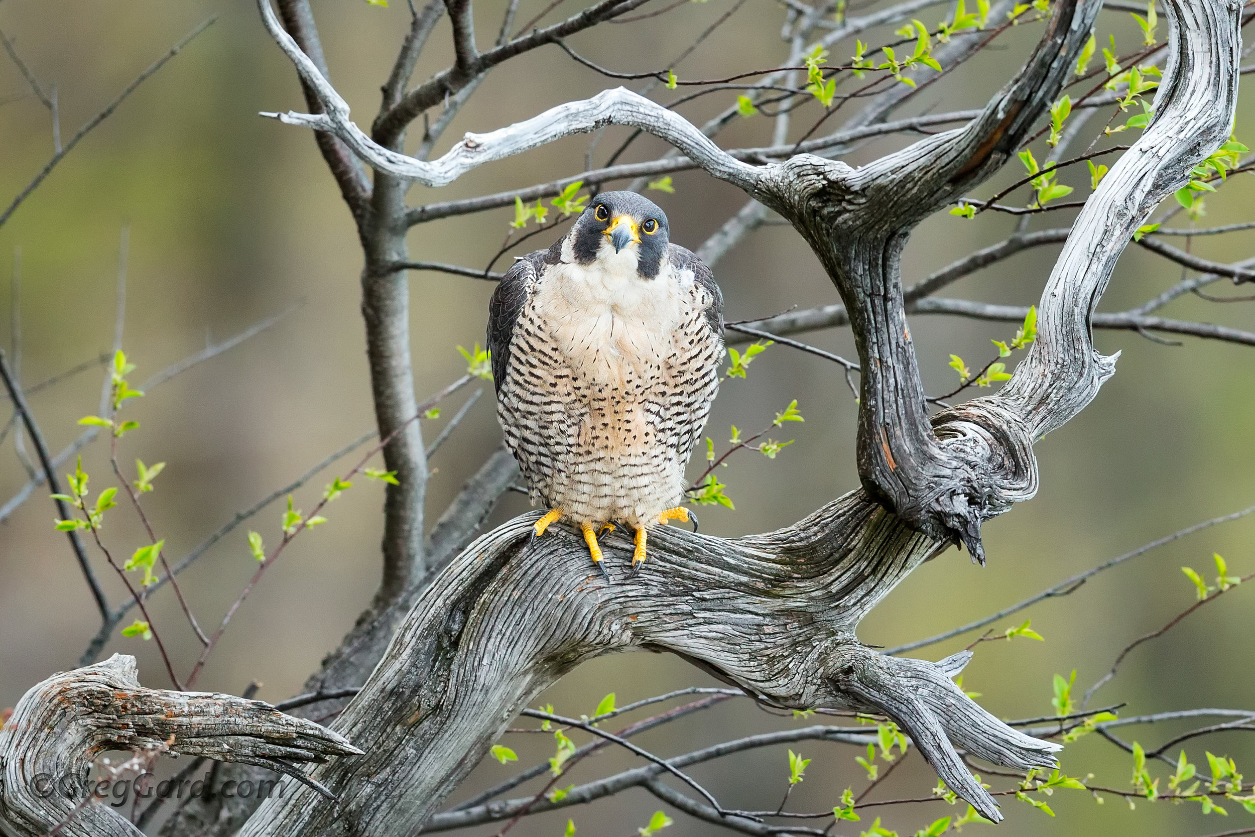 Peregrine Falcon