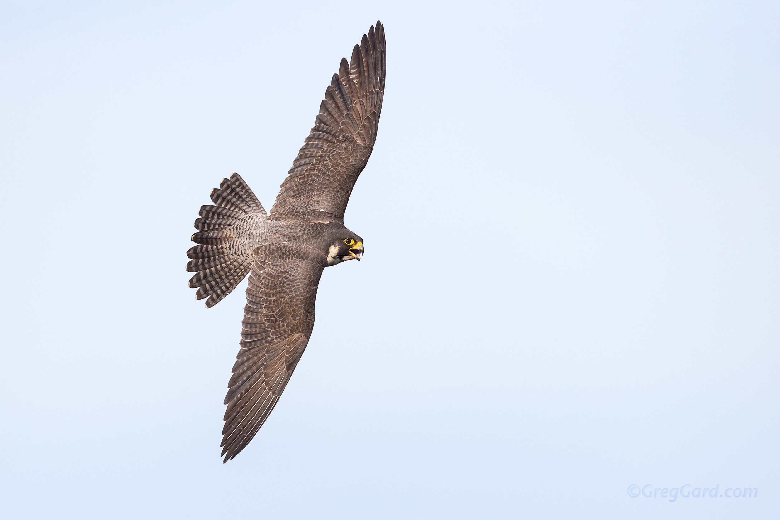 Peregrine Falcon