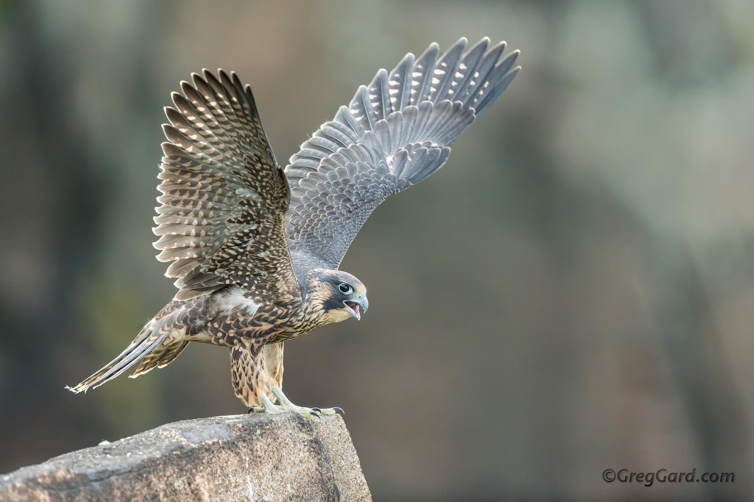 Juvenile Peregrine Falcon 