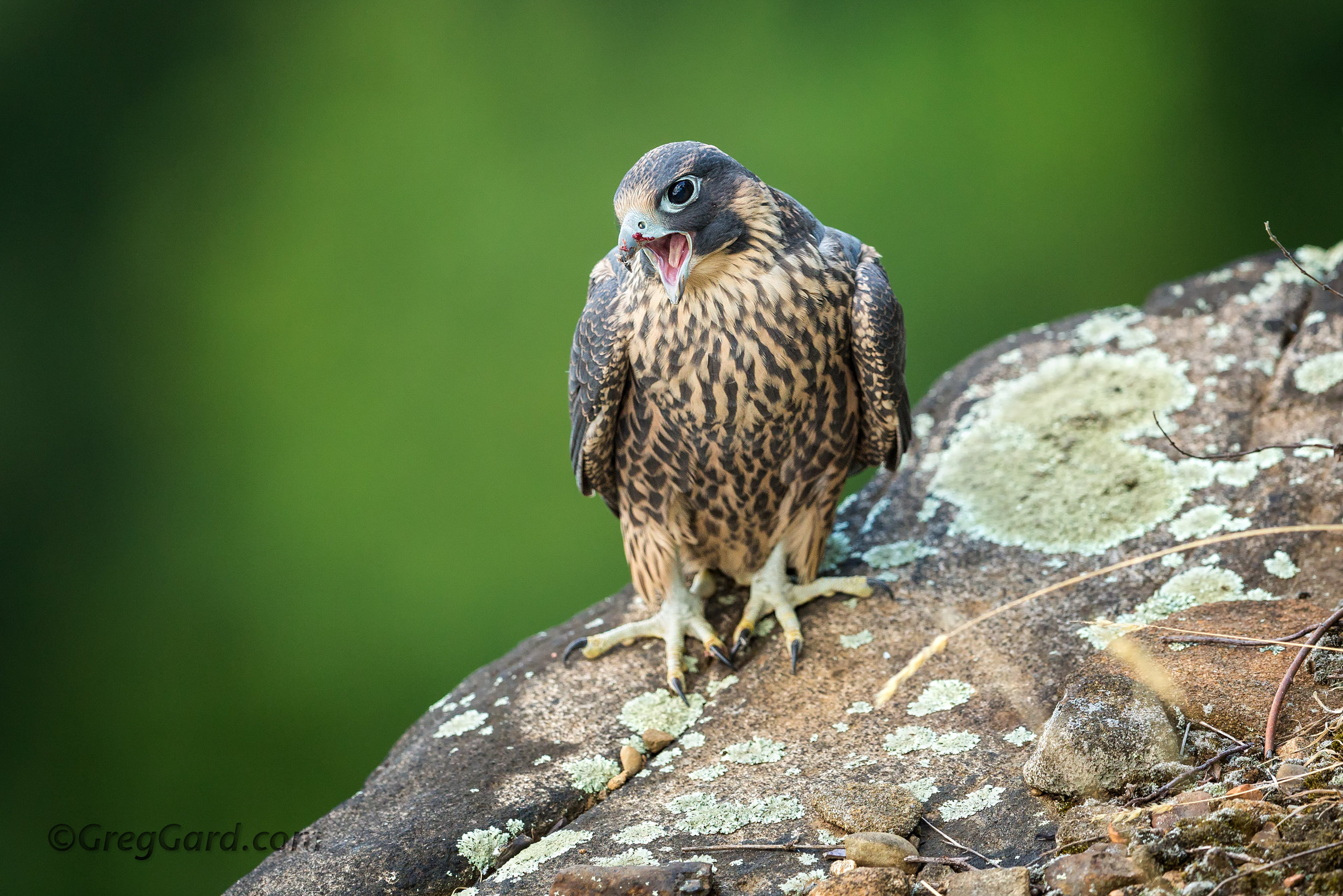 Juvenile Peregrine Falcon 