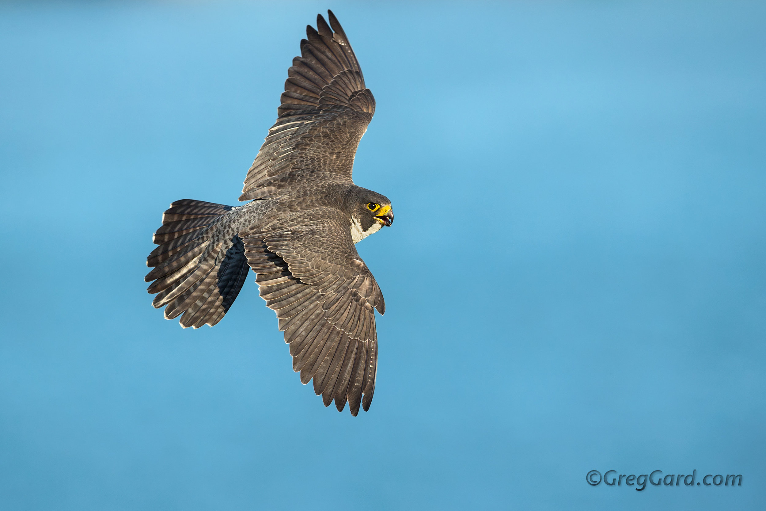 Peregrine Falcon