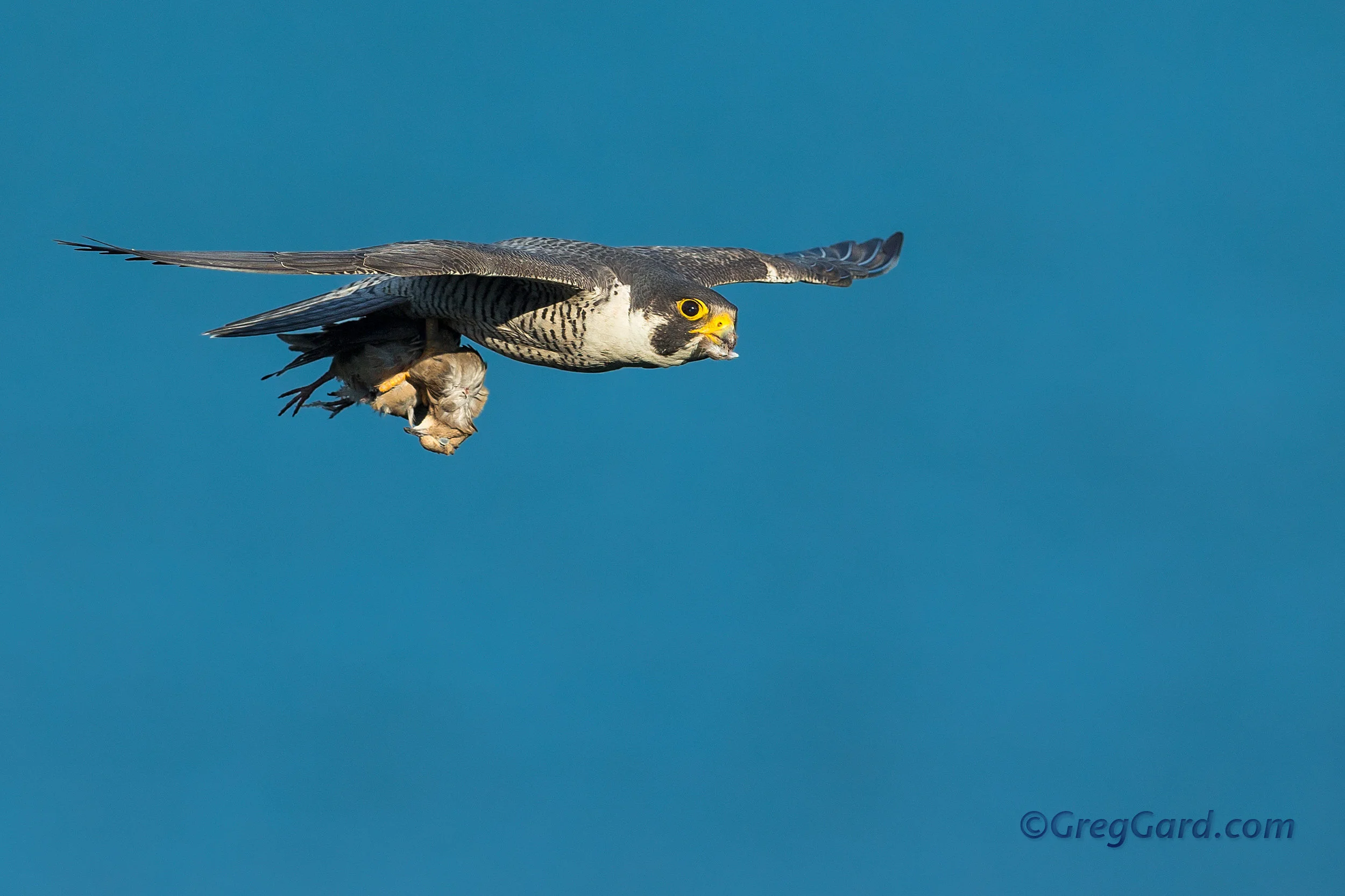 Peregrine Falcon flying by with prey