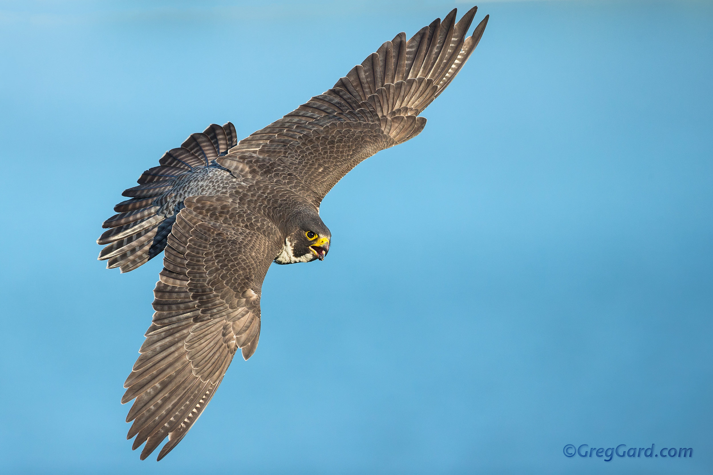 Peregrine Falcon