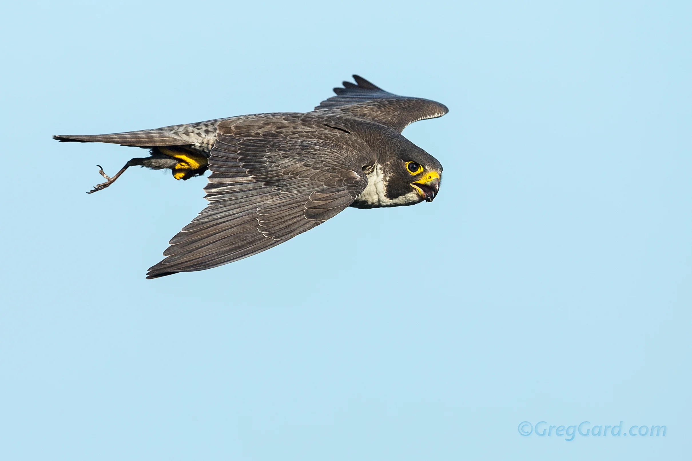 Peregrine Falcon