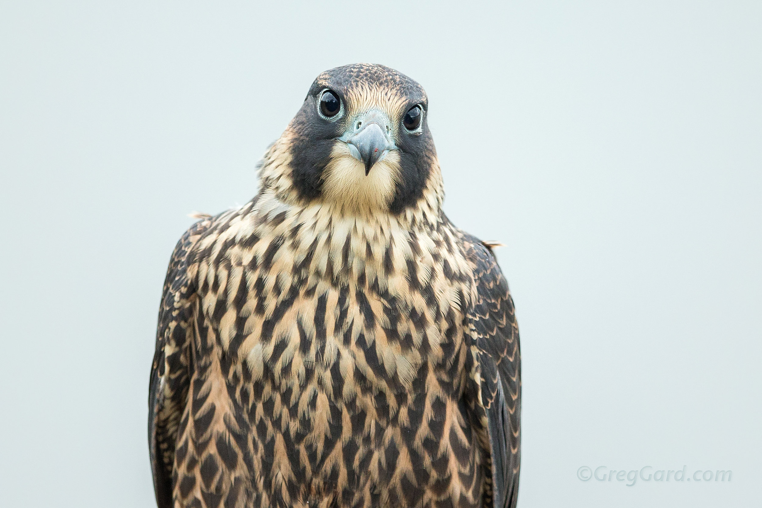 Juvenile Peregrine Falcon 