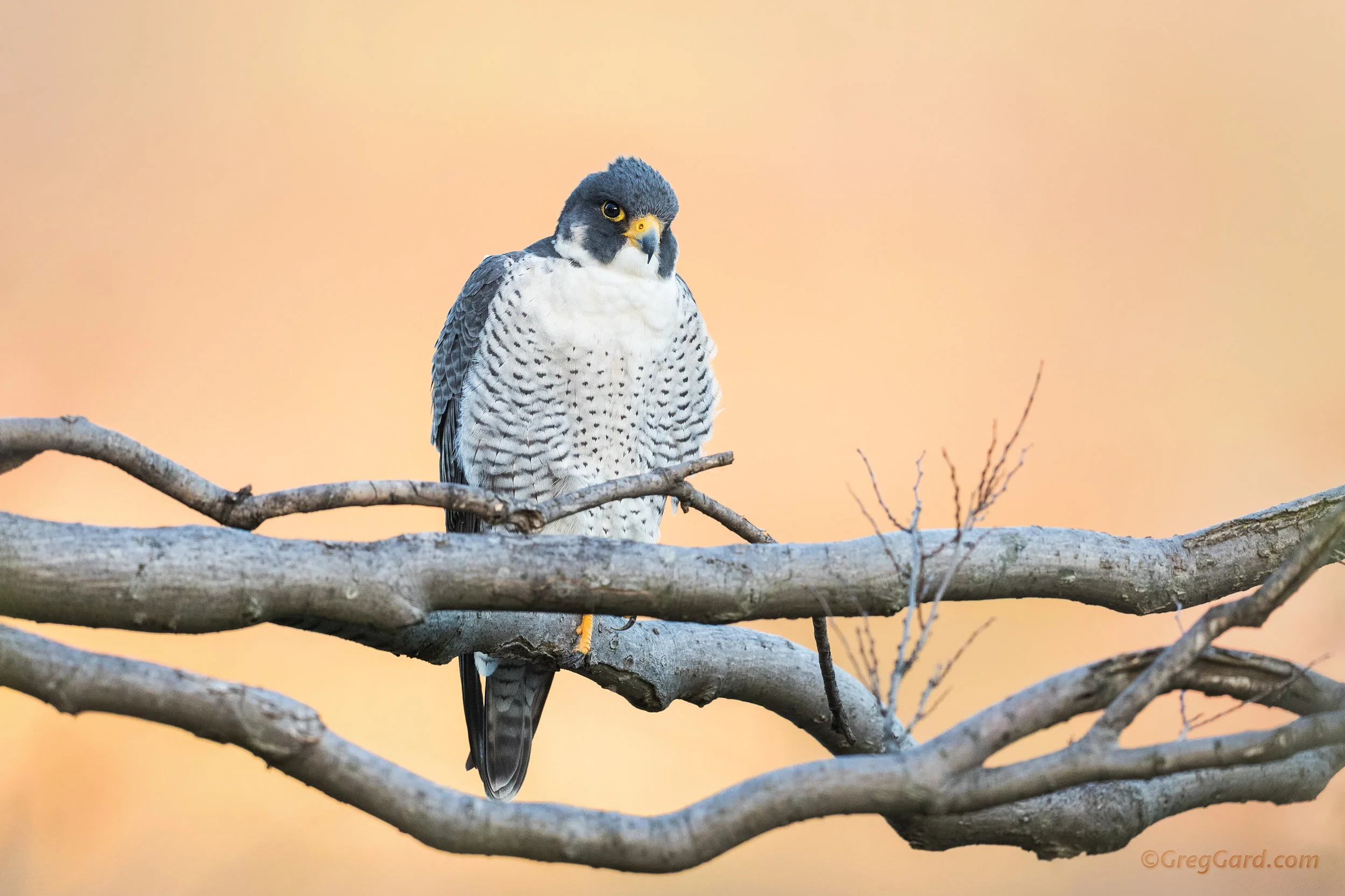 Peregrine Falcon