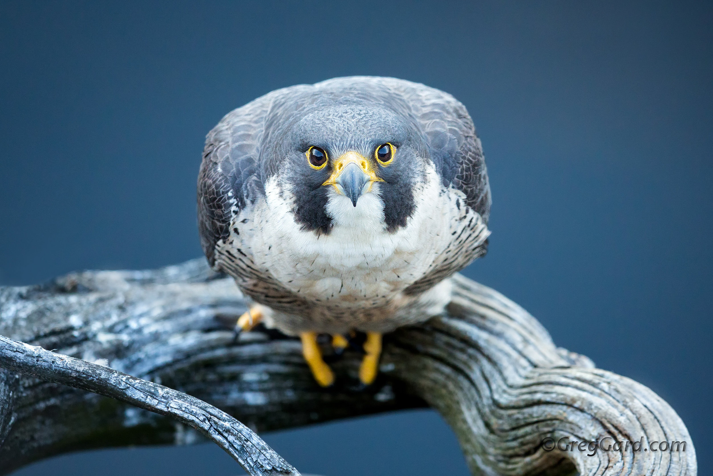 Peregrine Falcon