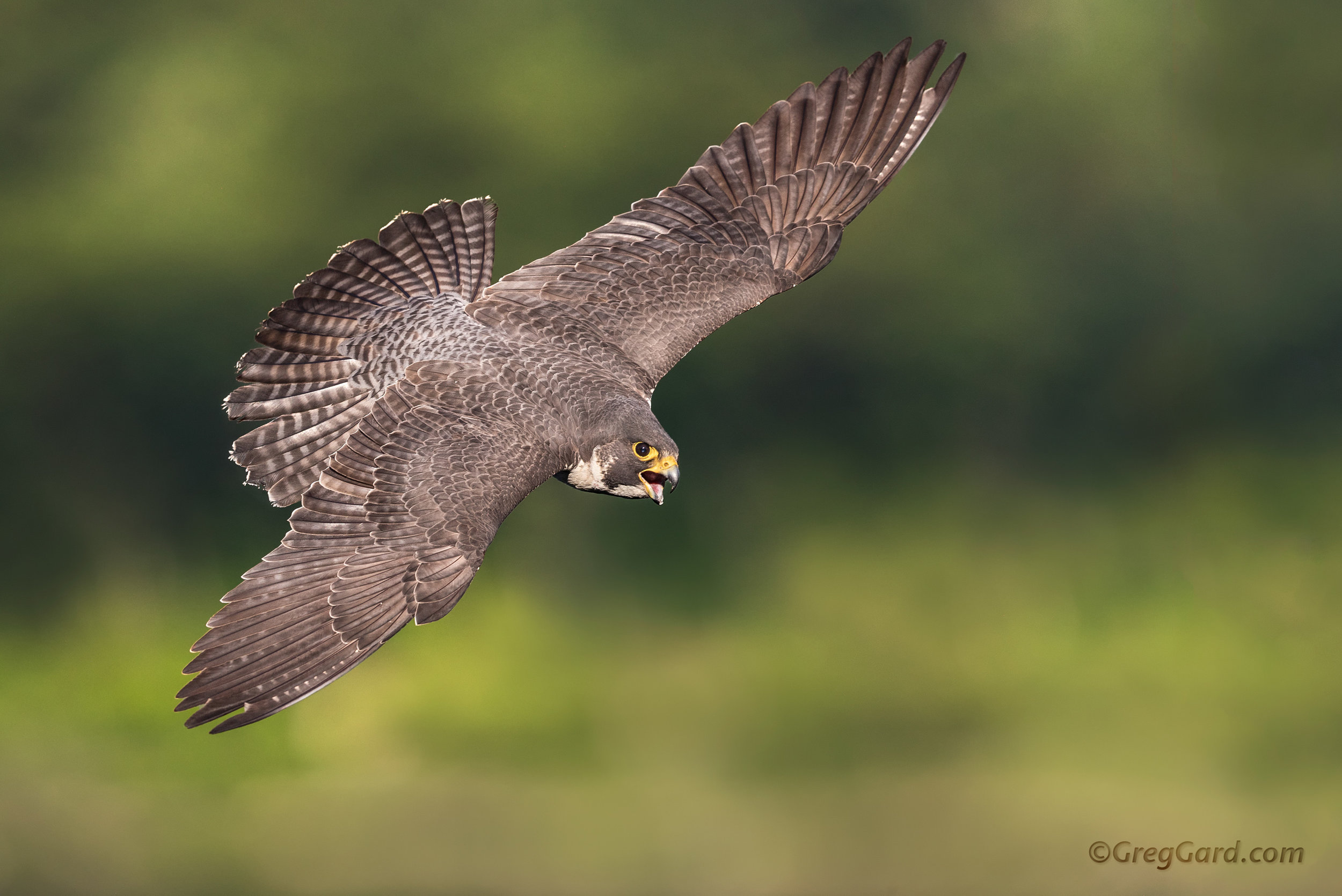 Peregrine Falcon