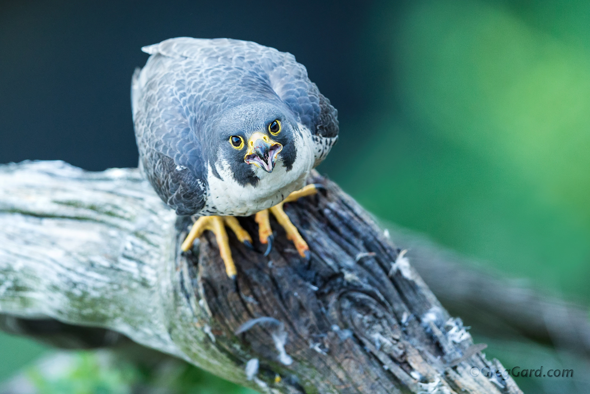 Peregrine Falcon