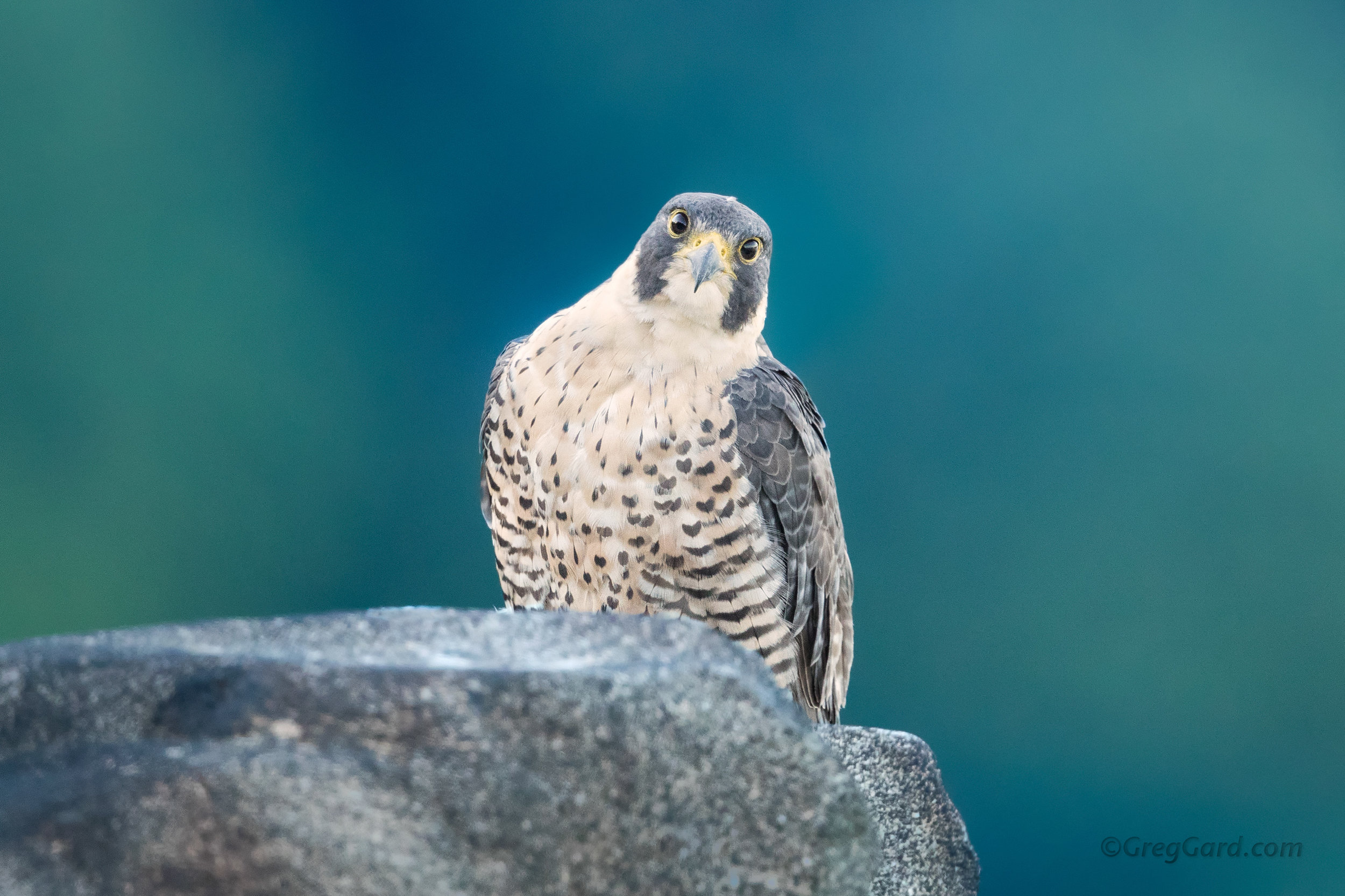 Peregrine Falcon