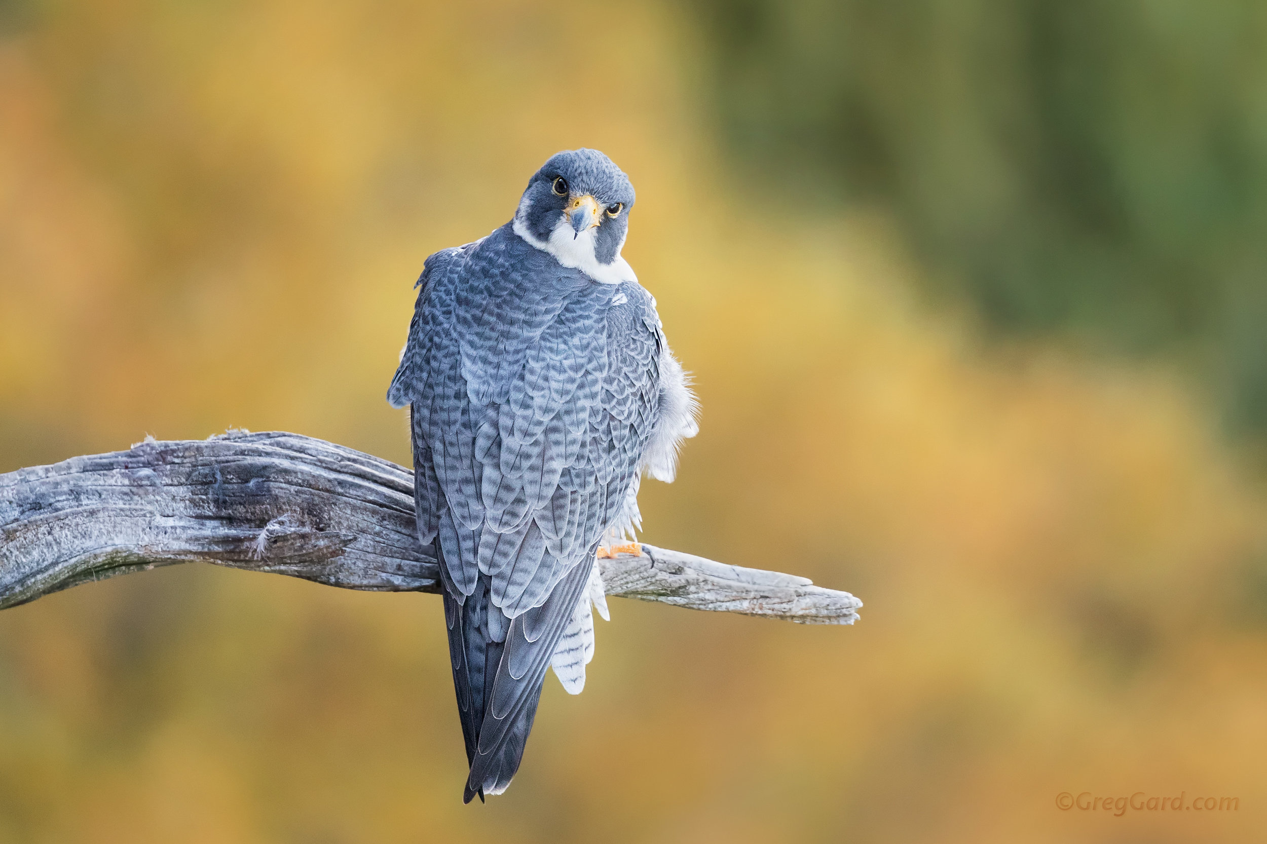 Peregrine Falcon