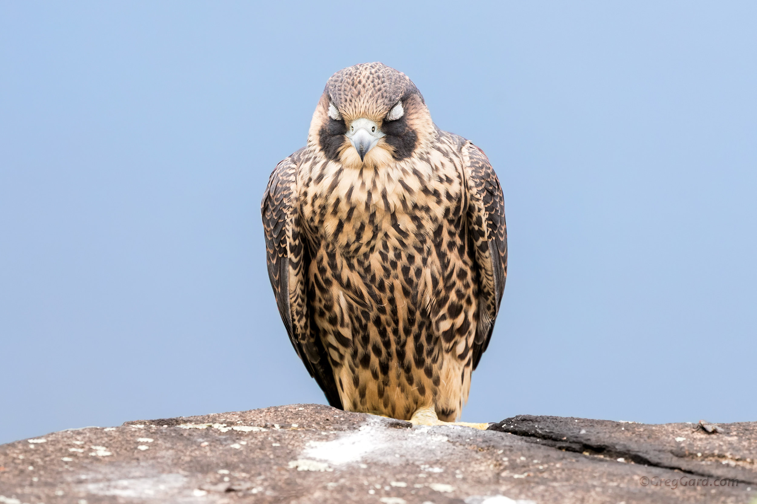 Juvenile Peregrine Falcon