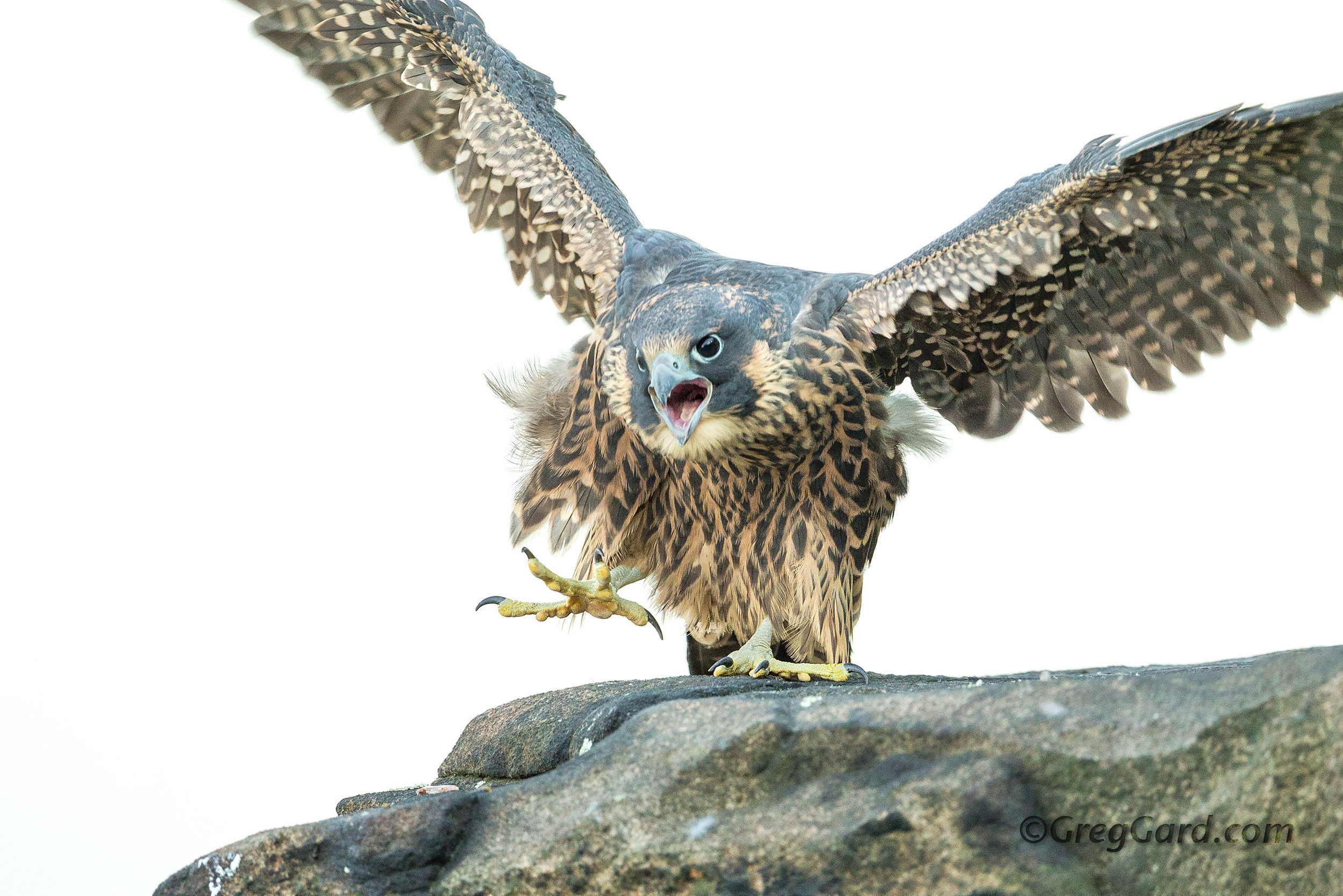 Juvenile Peregrine Falcon 
