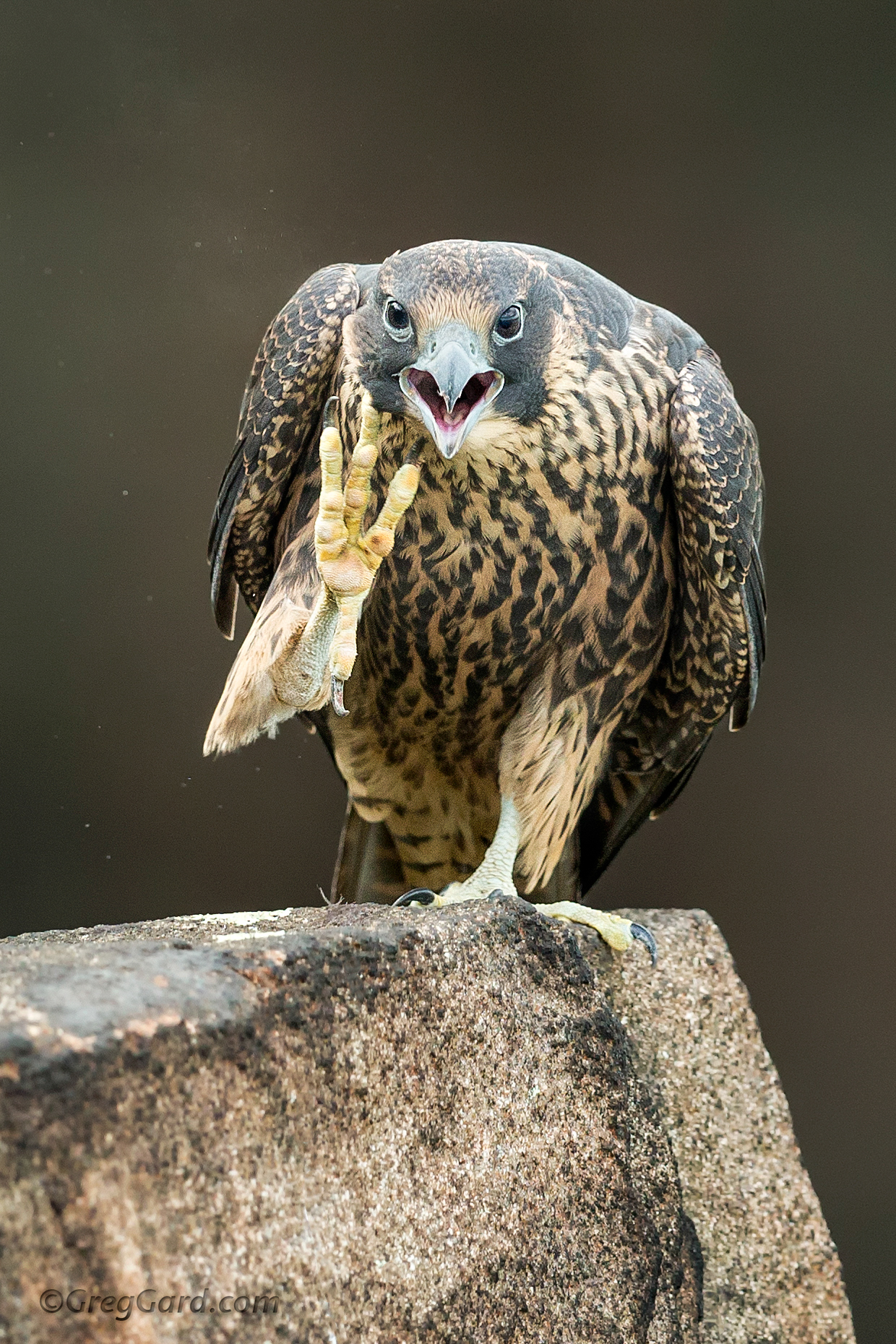 Fledgling Peregrine Falcon