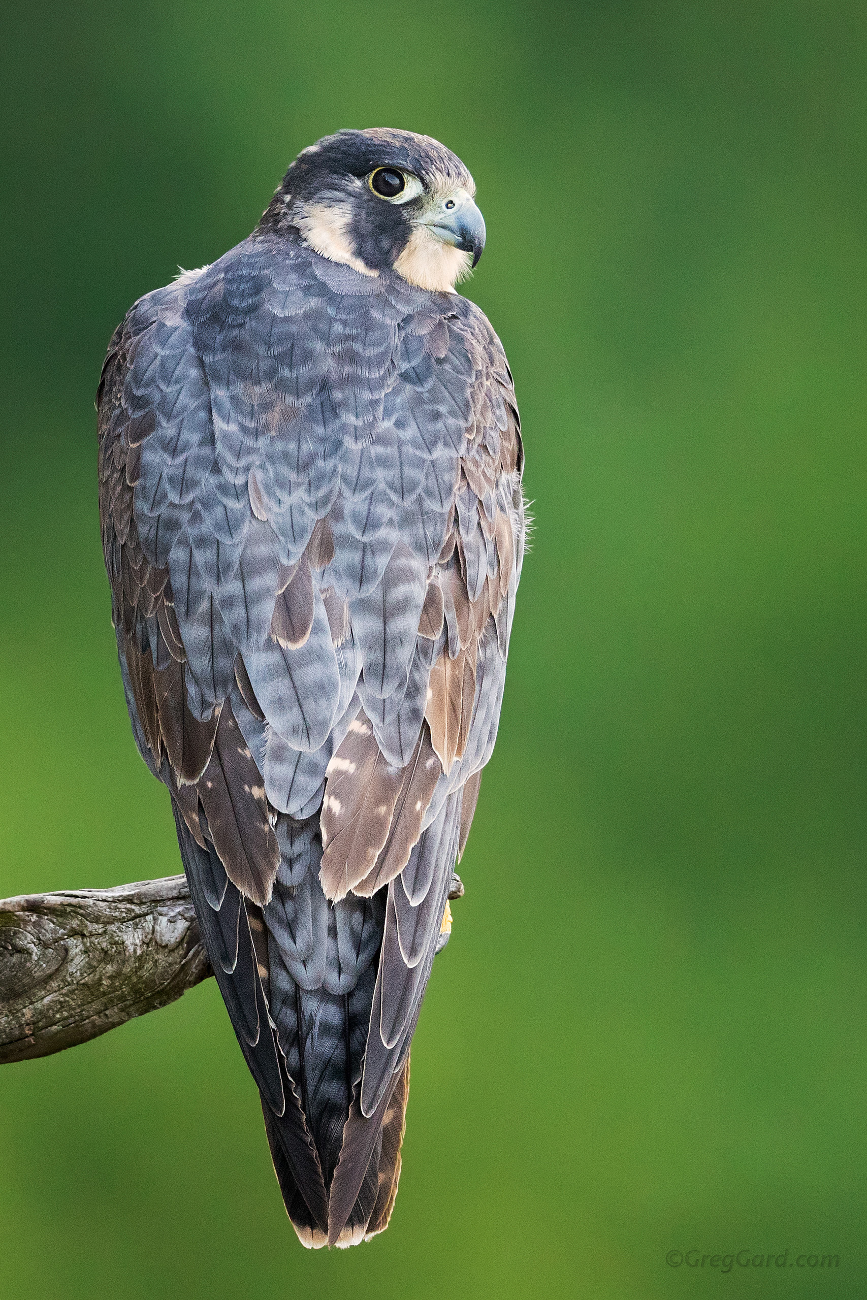 Juvenile Peregrine Falcon motling into adult plumage
