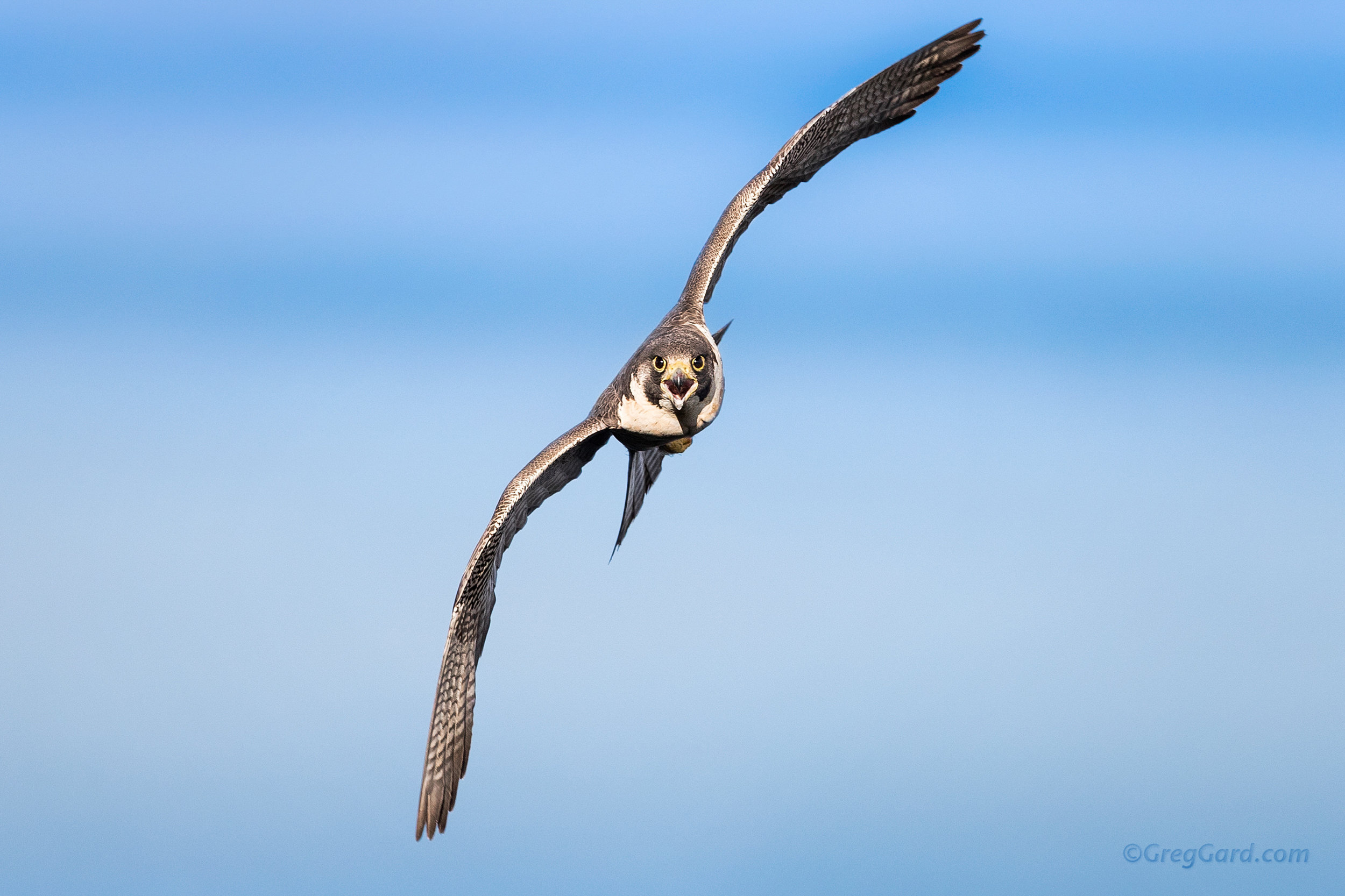 Peregrine Falcon