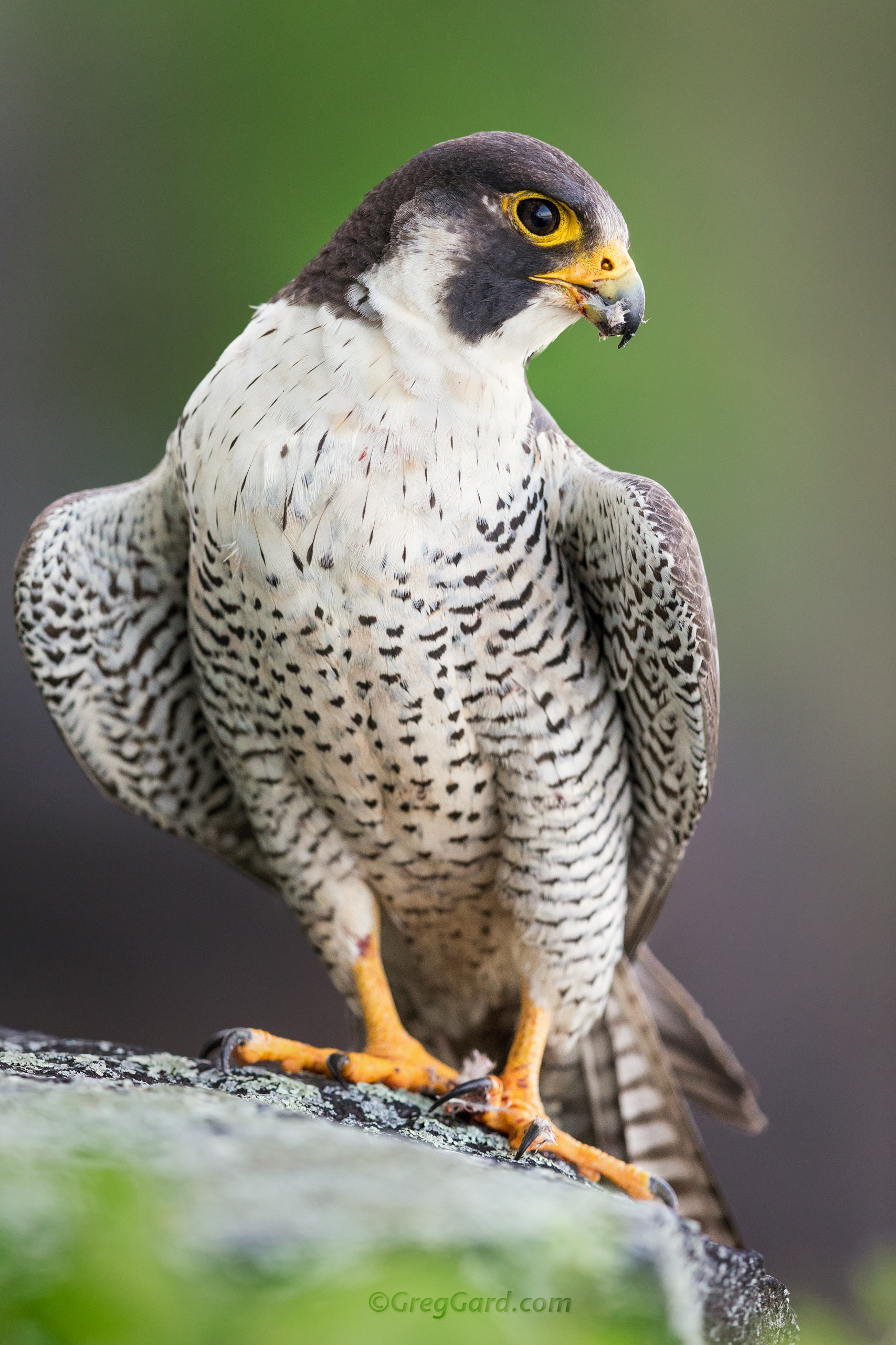 Peregrine Falcon