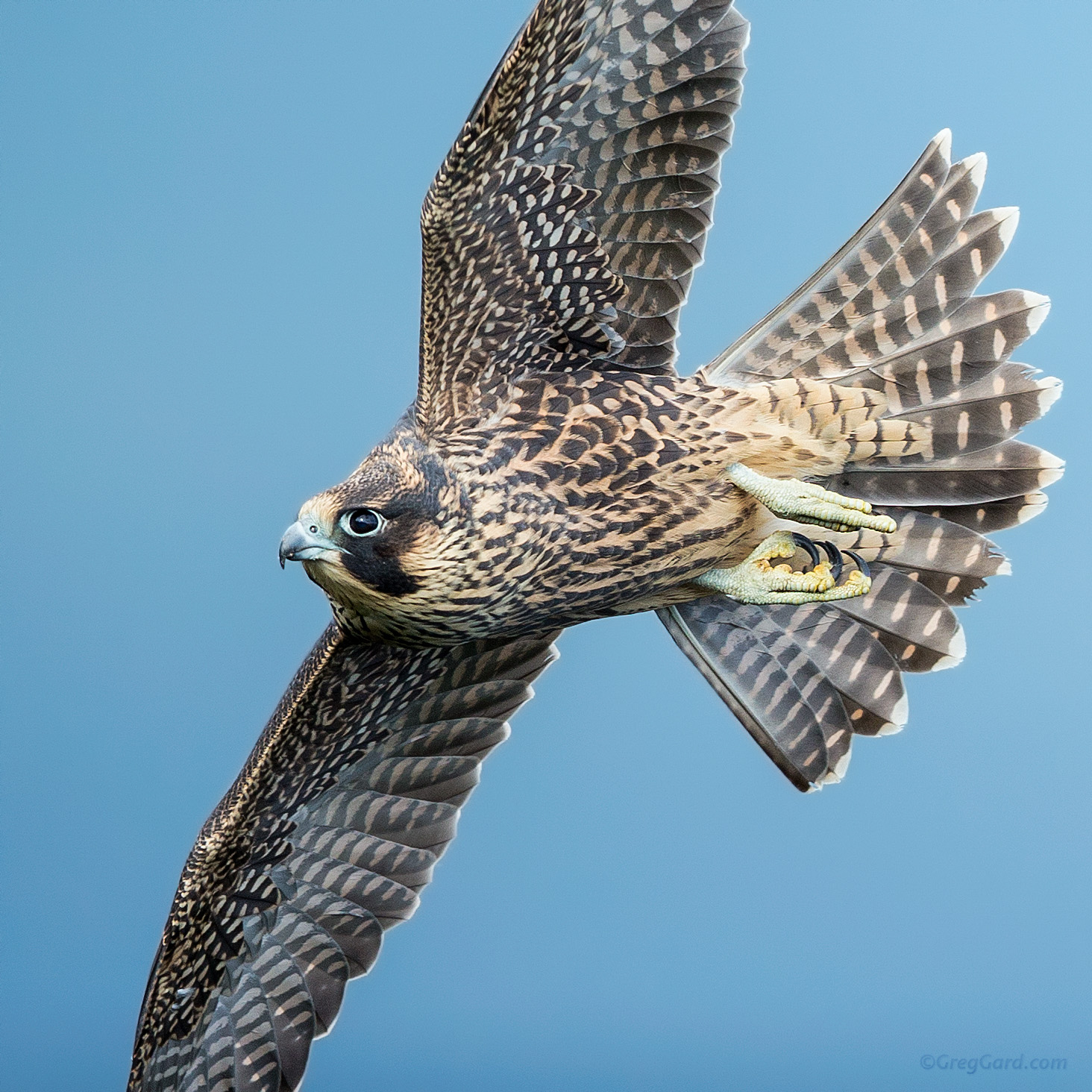 Juvenile Peregrine Falcon 