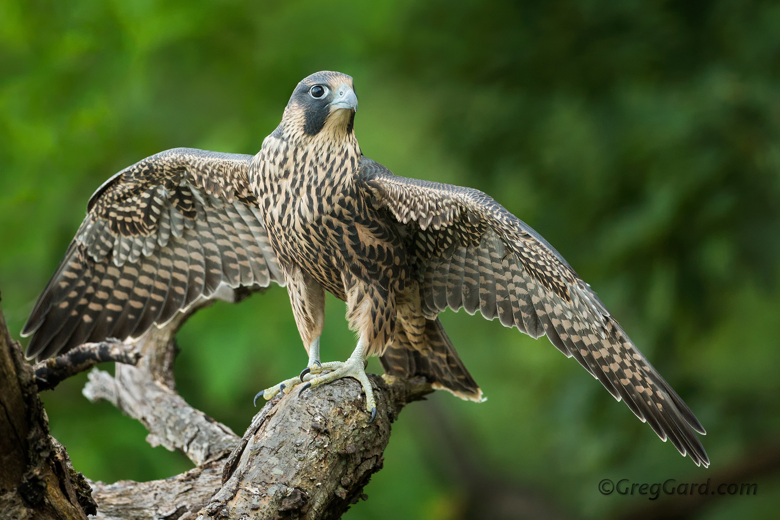 Juvenile Peregrine Falcon 