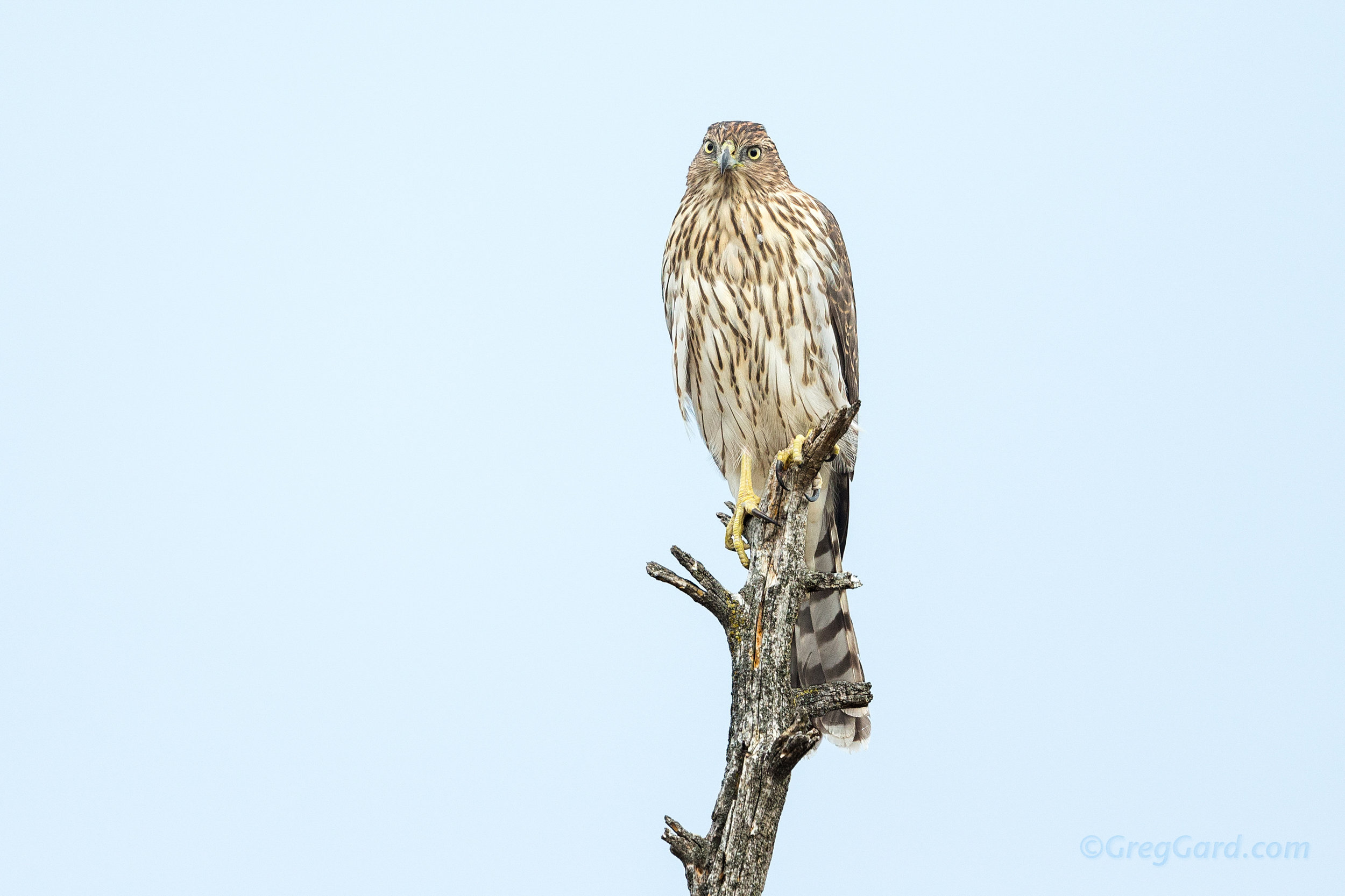 Cooper's Hawk