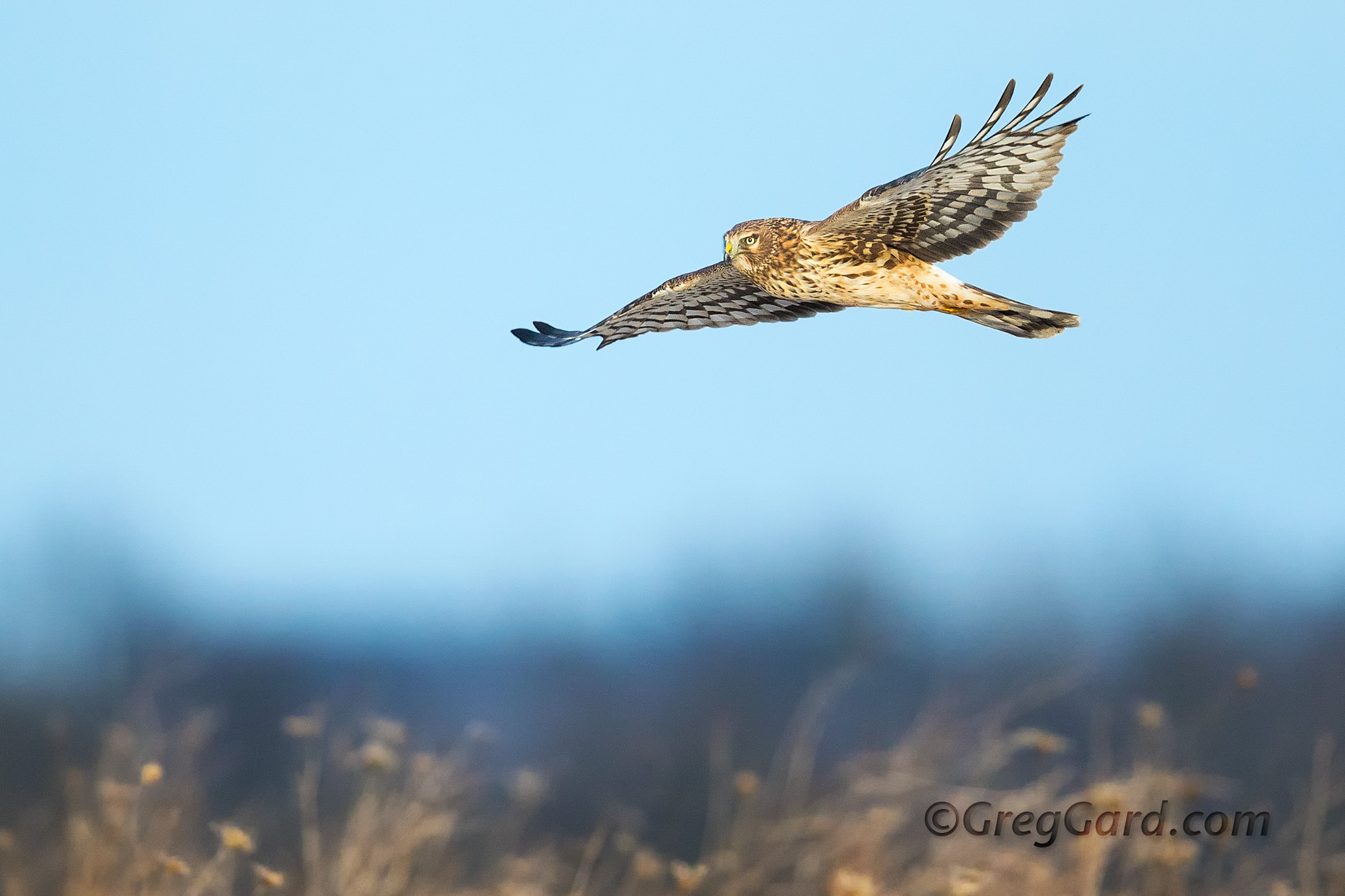 Northern Harrier - Circus cyaneus