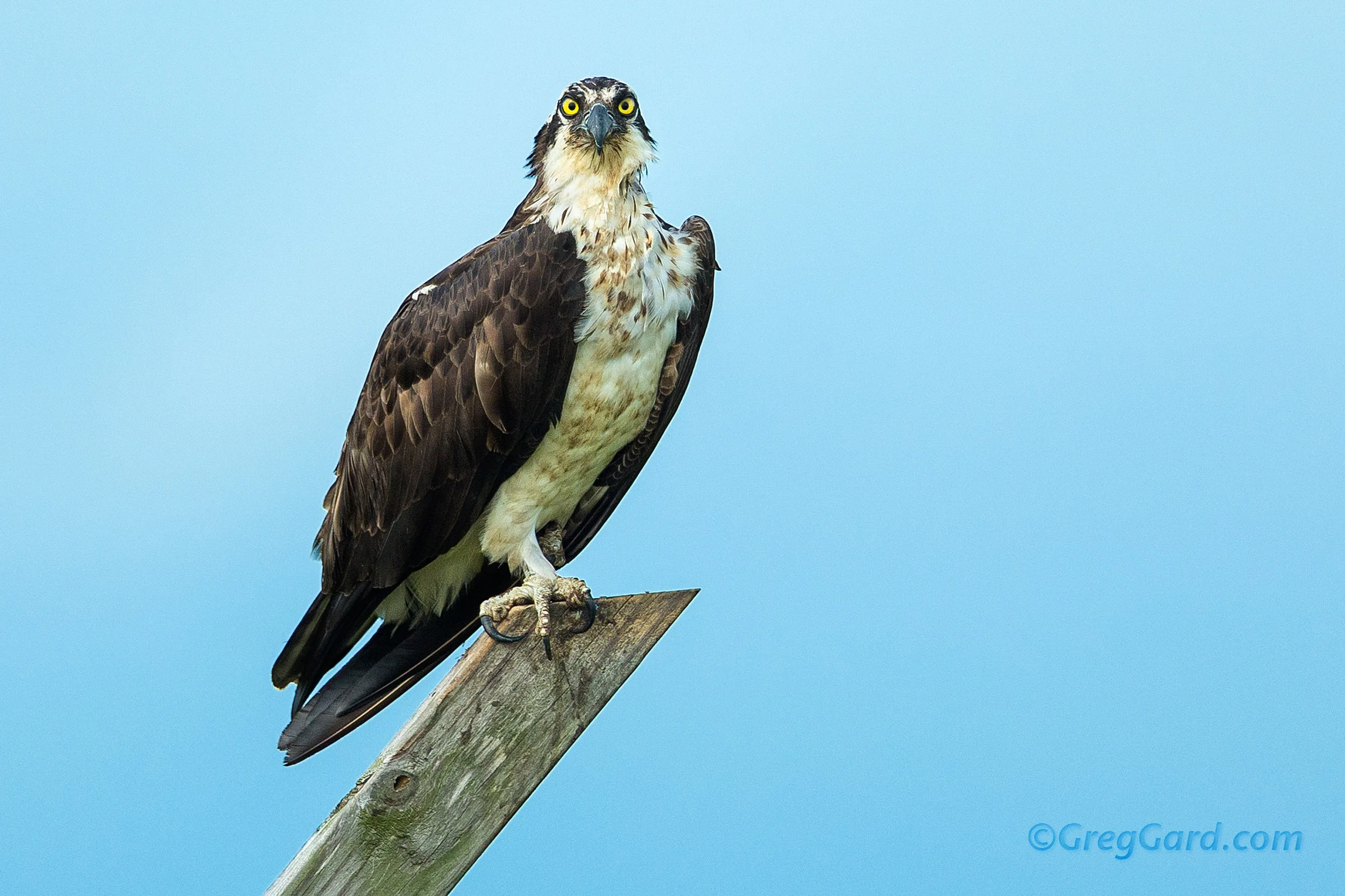 Osprey perched