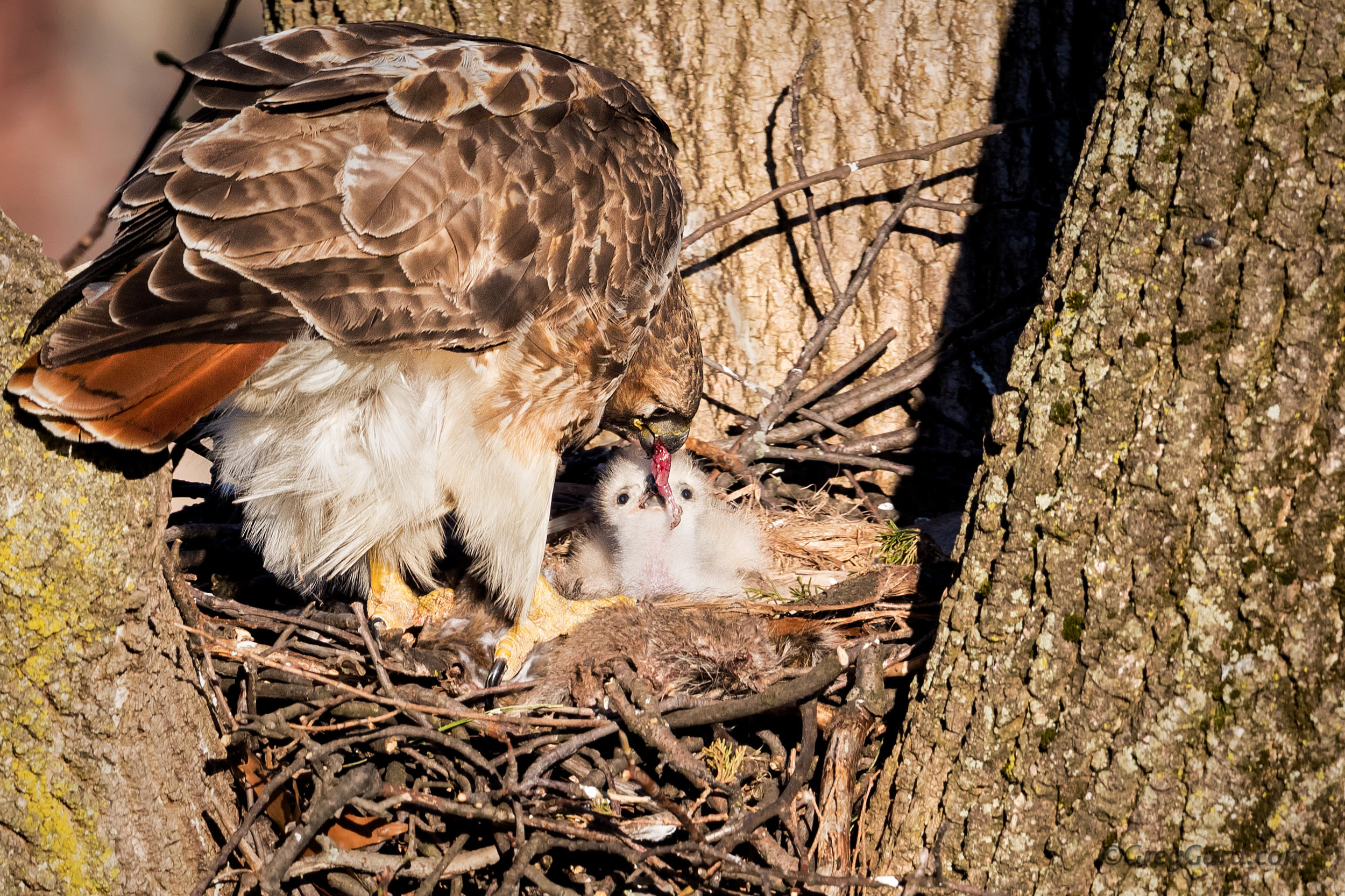 Red-tailed Hawk nest