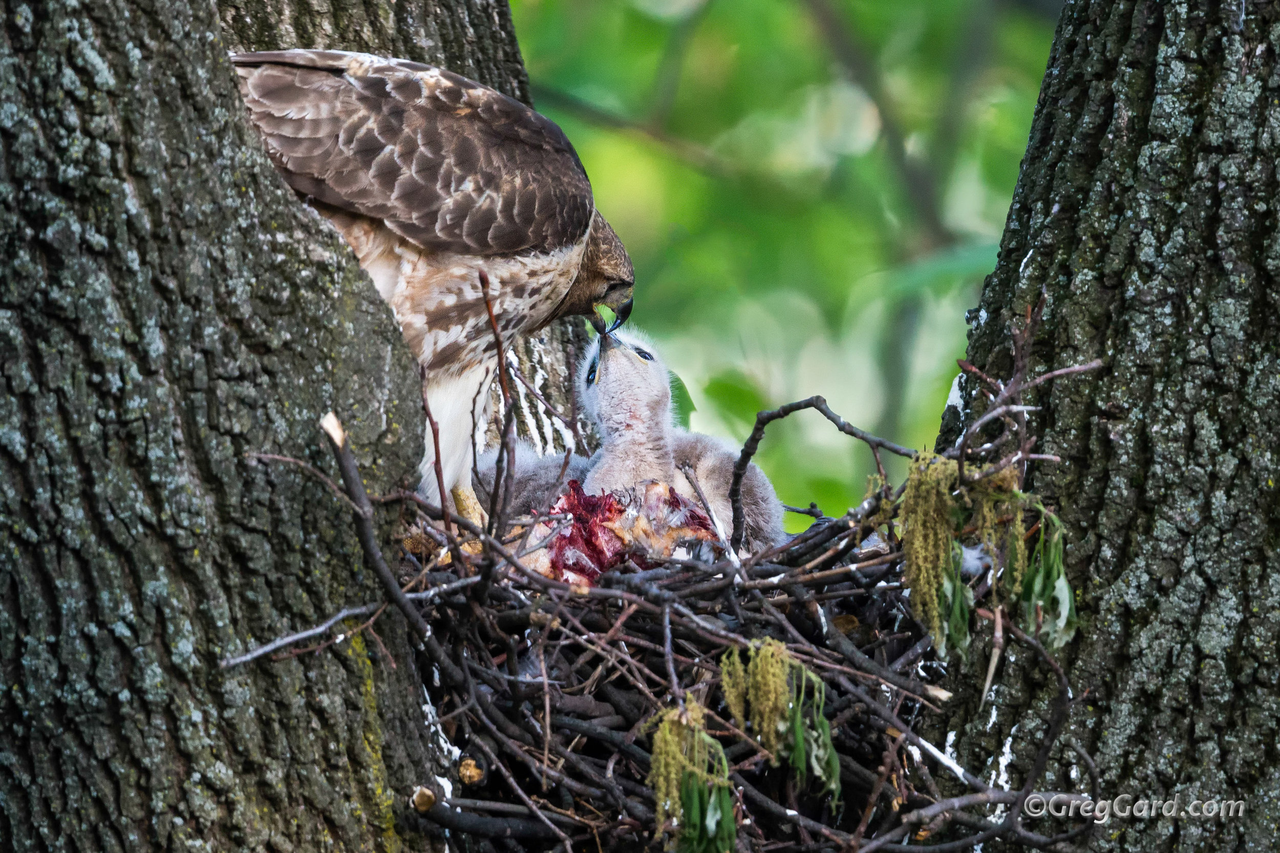 Red-tailed Hawk's nest