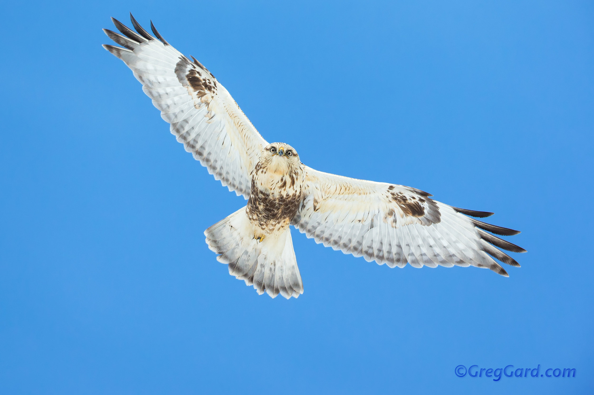 Rough-legged Hawk - Buteo lagopus