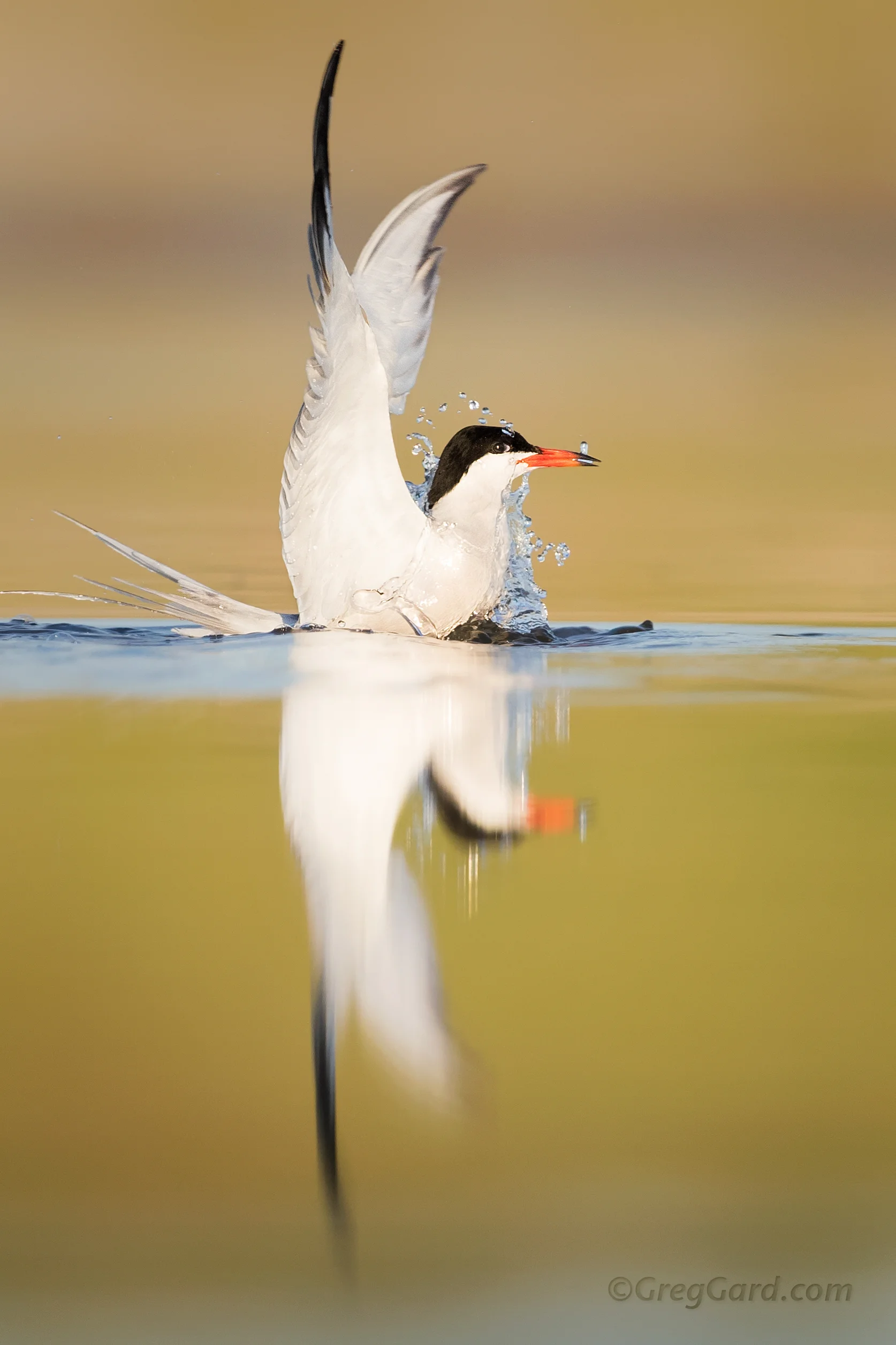 Common Tern