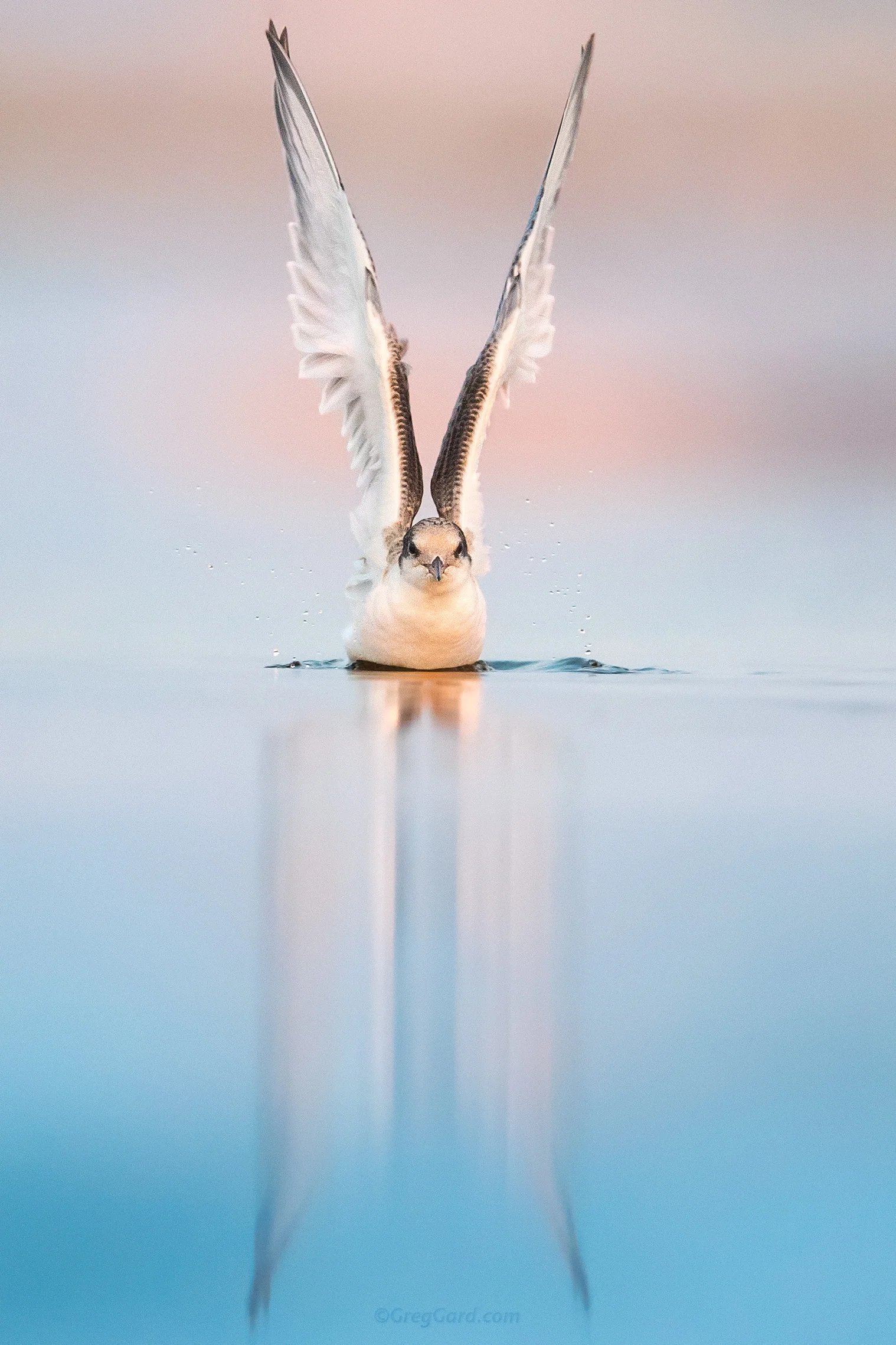 Least Tern juvenile