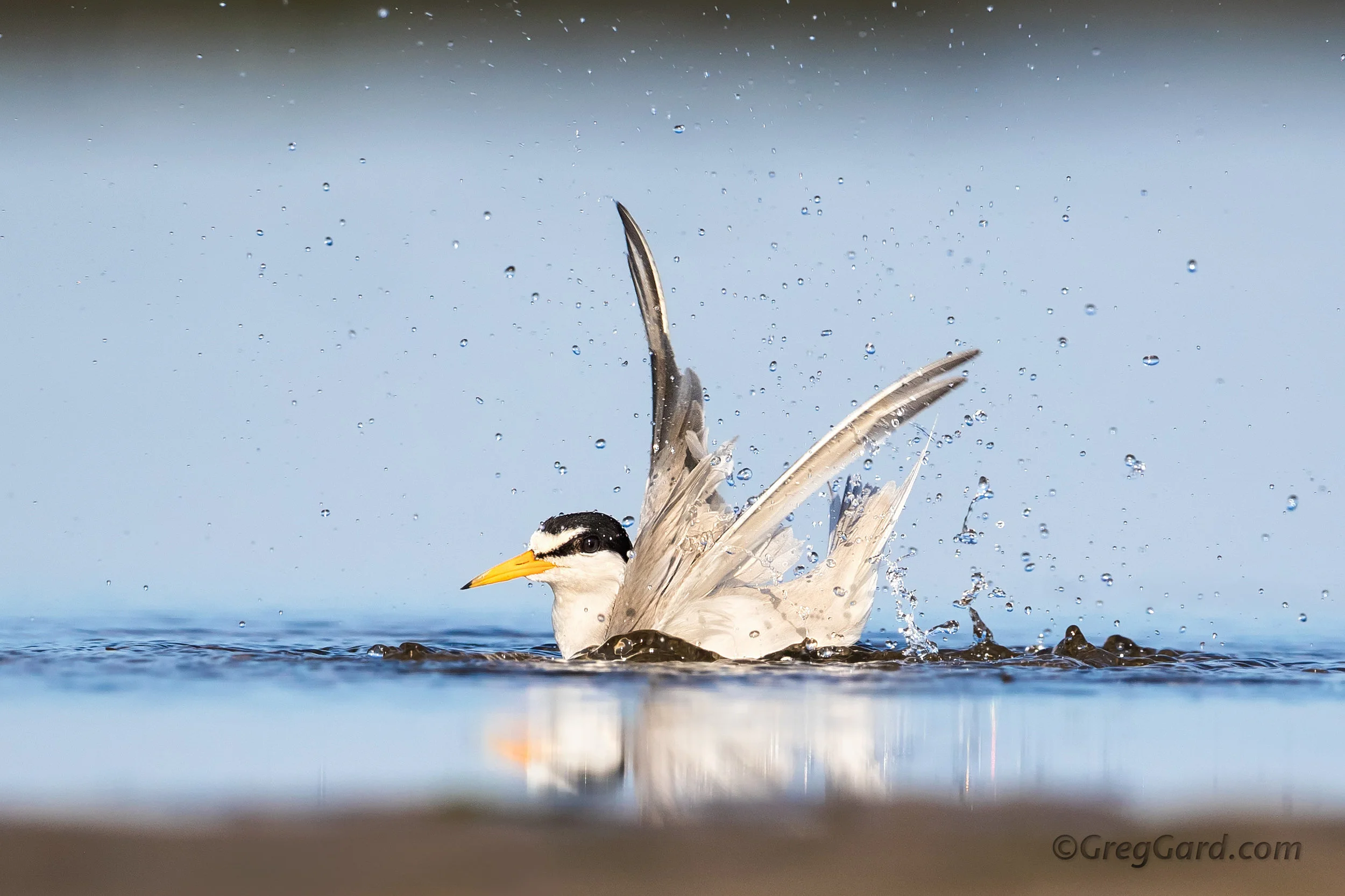 Least Tern bathing