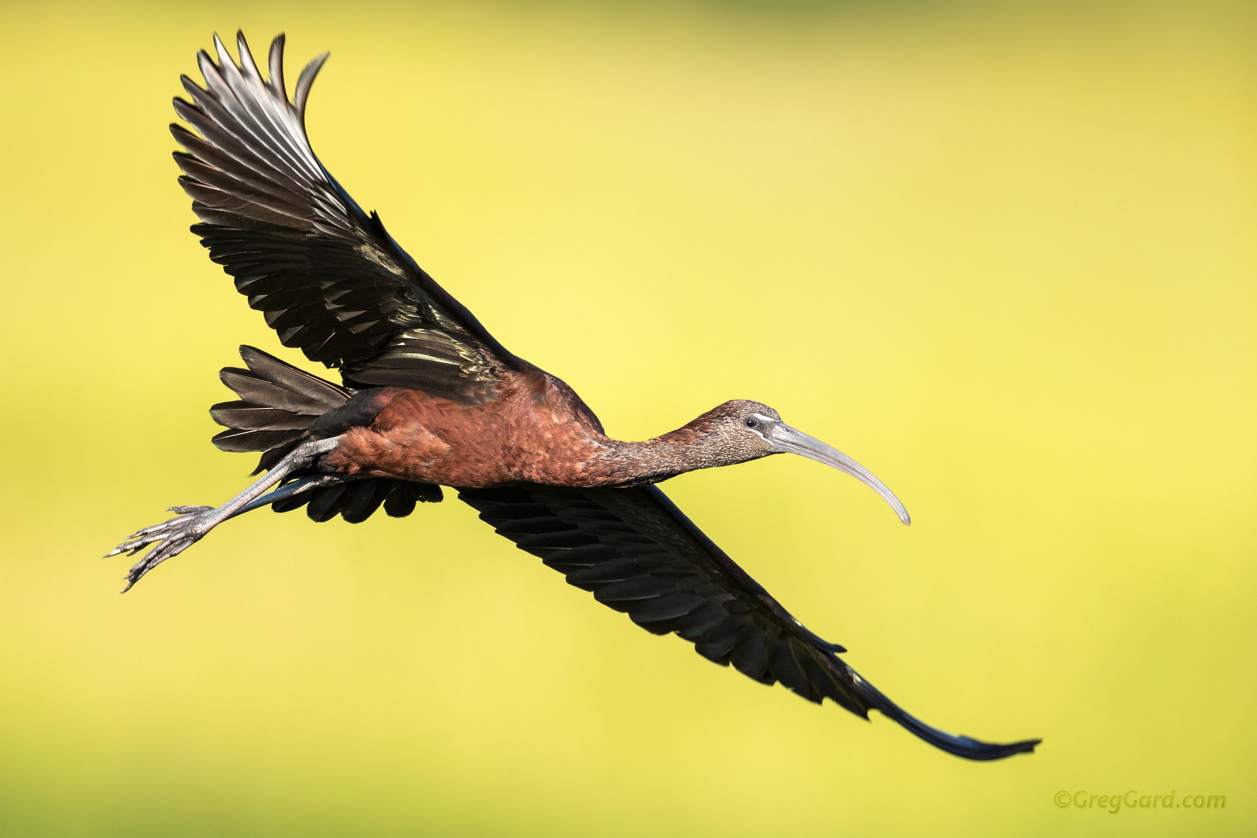 Glossy Ibis in flight